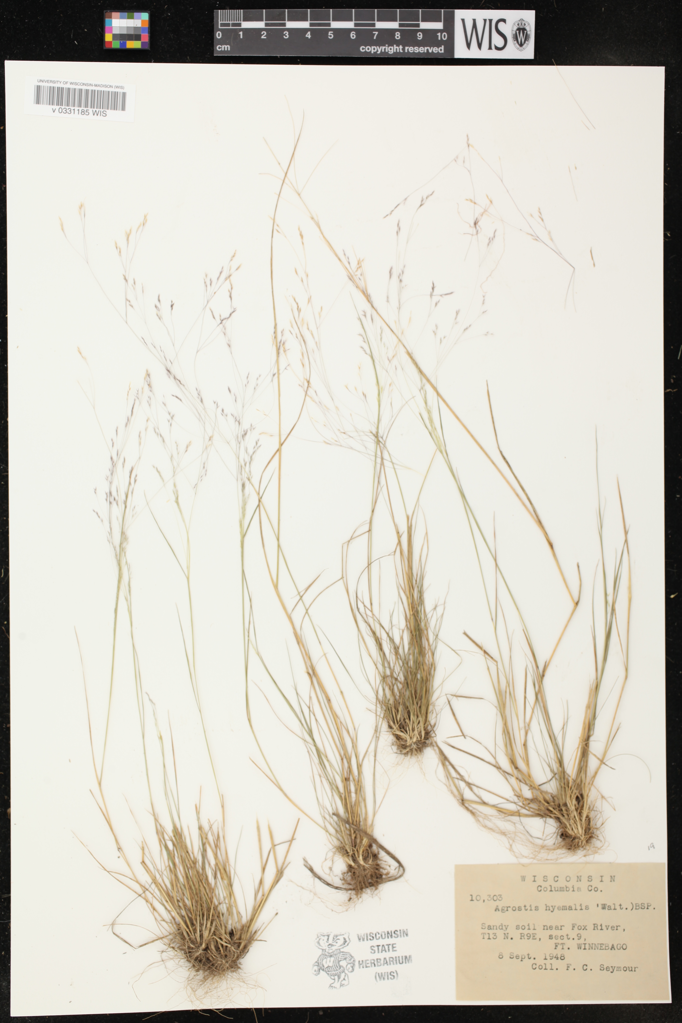 Agrostis hyemalis image