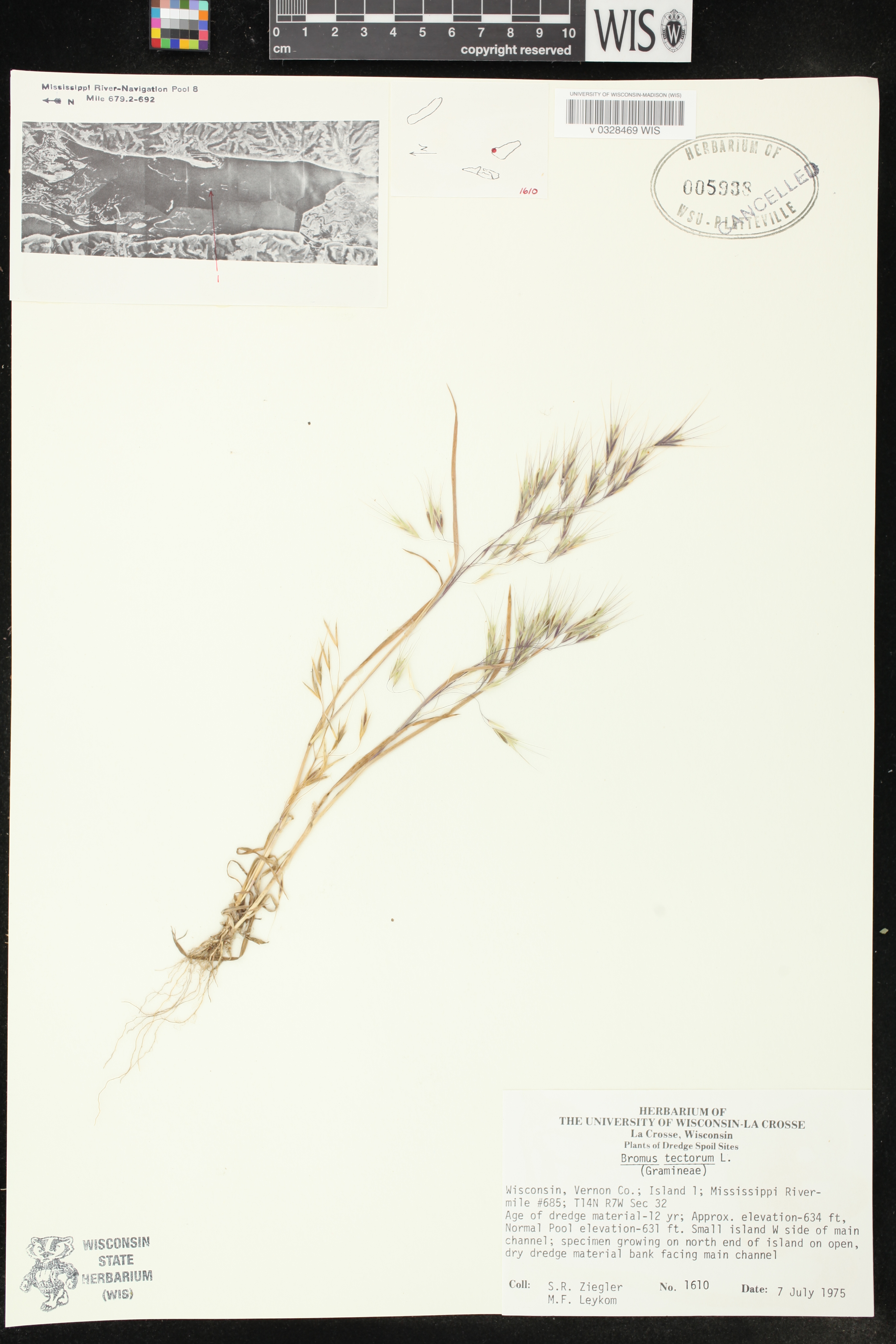 Bromus tectorum image