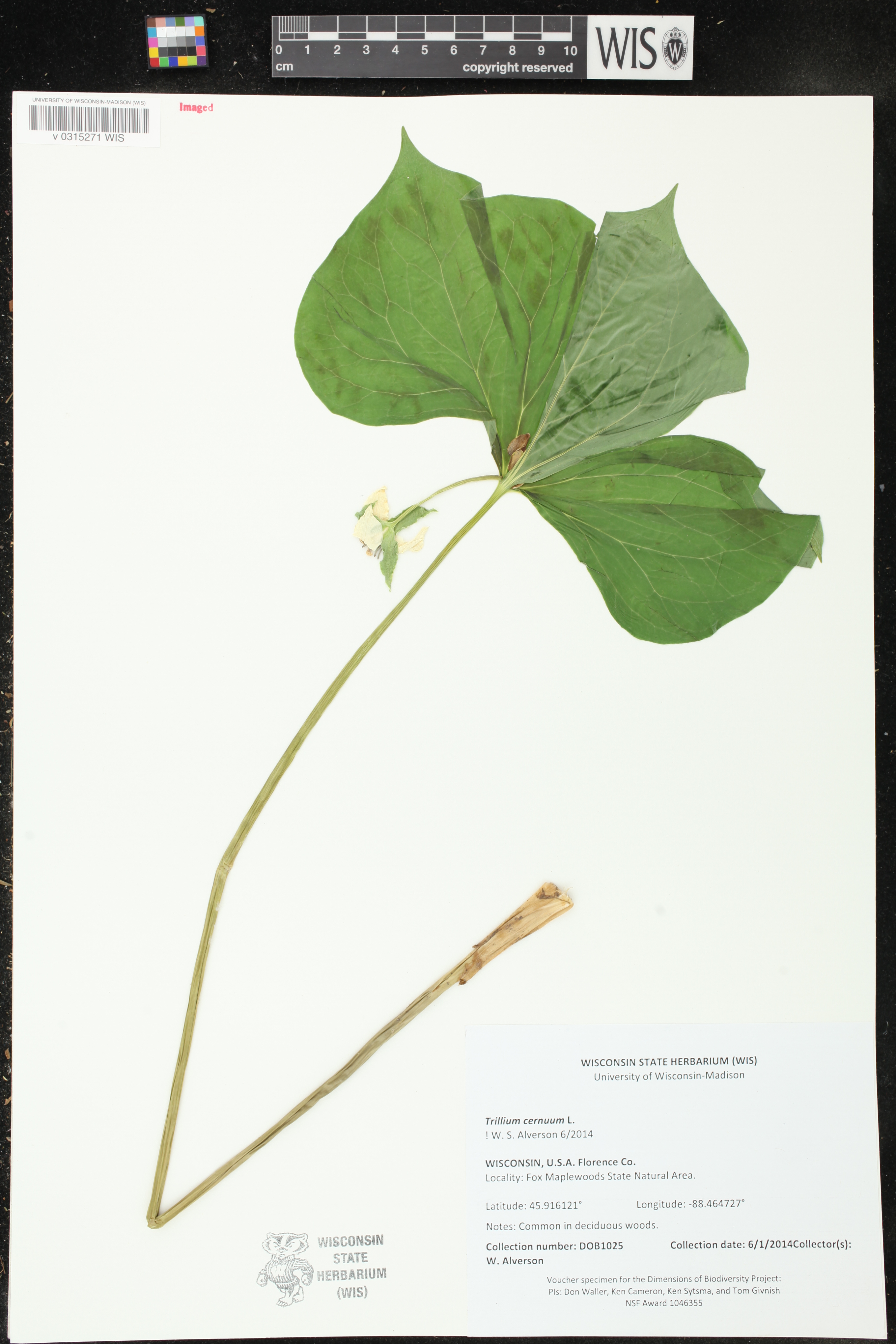 Trillium cernuum image
