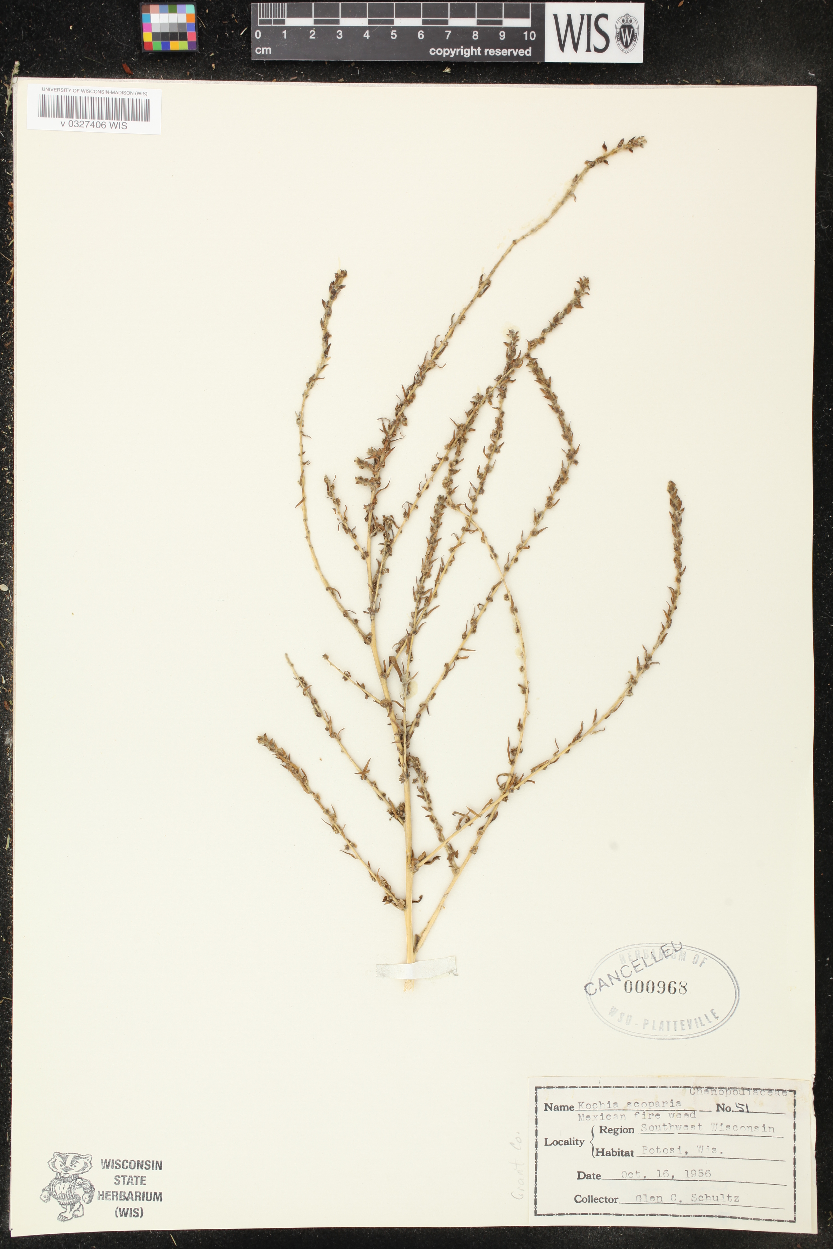 Bassia scoparia image
