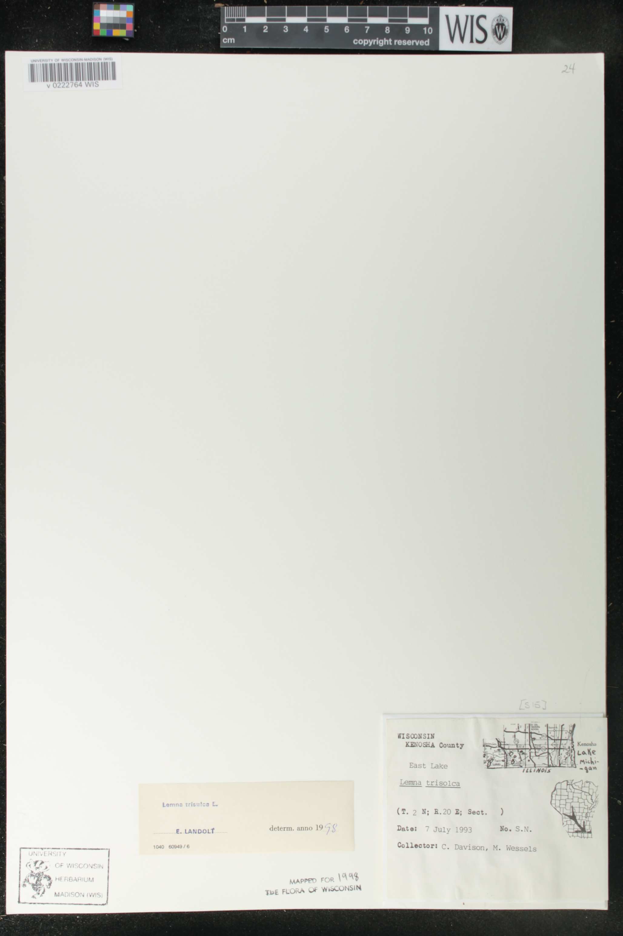 Lemna trisulca image