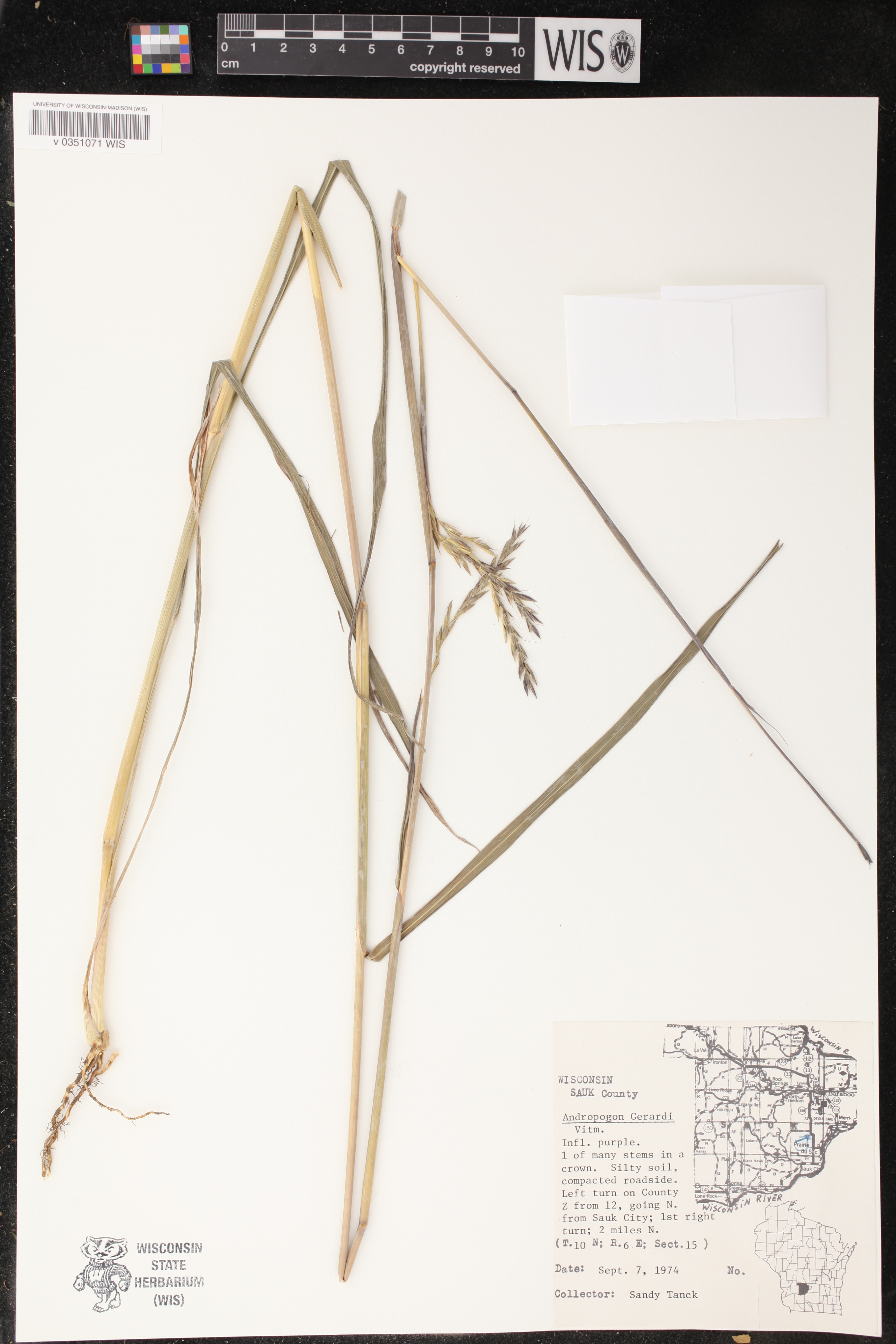 Andropogon gerardii image