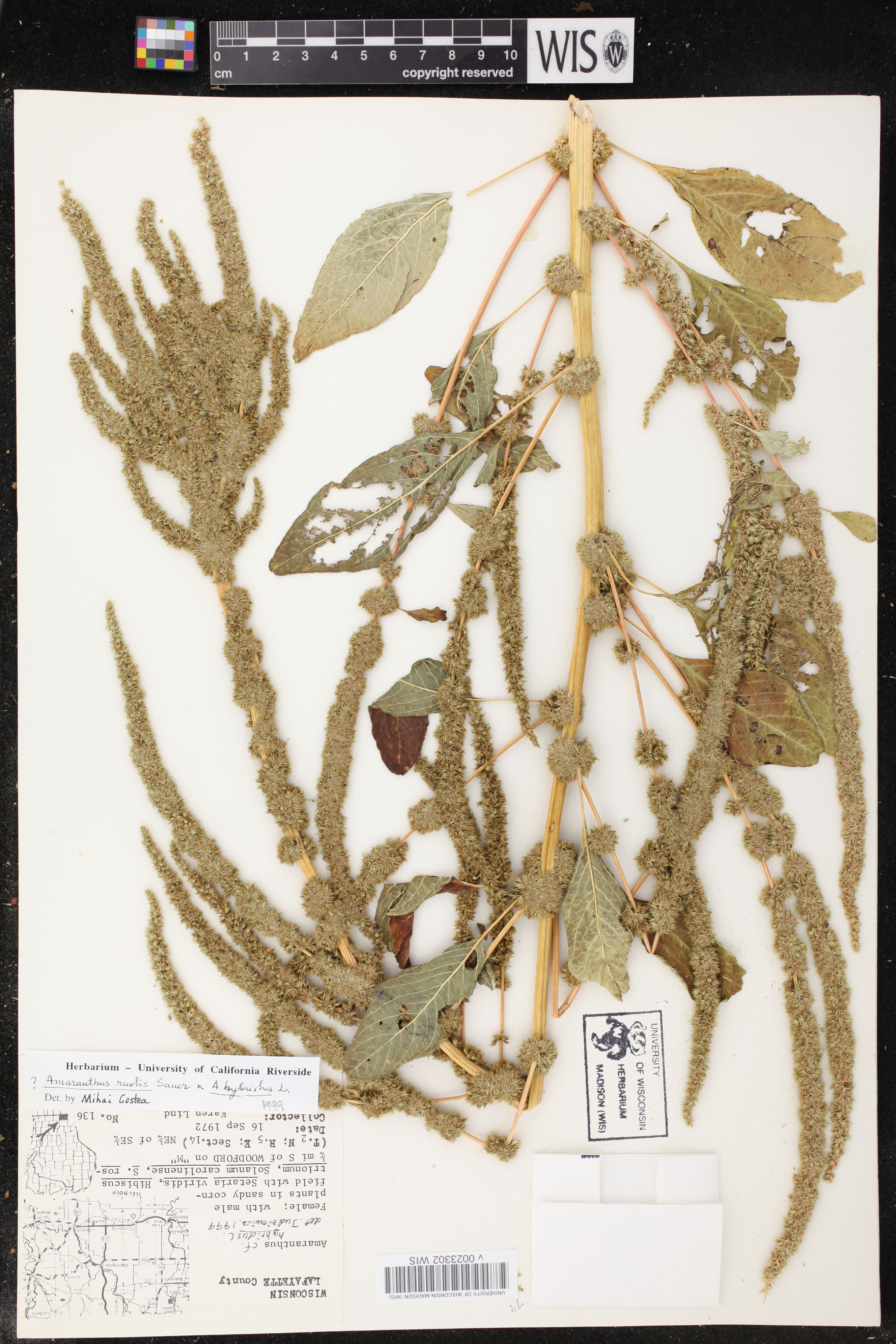 Image of Amaranthus hybridus x a. tuberculatus