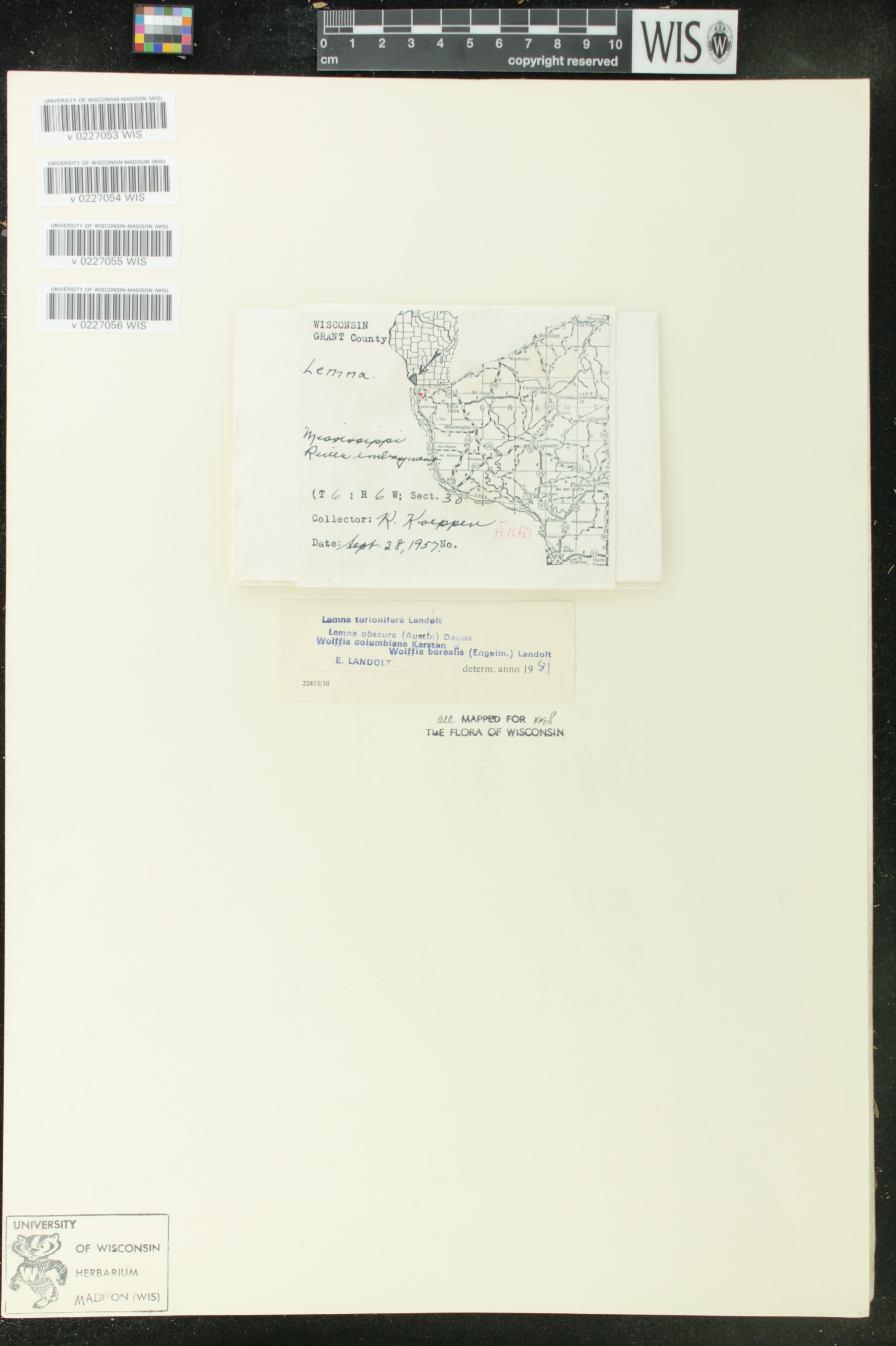 Wolffia columbiana image