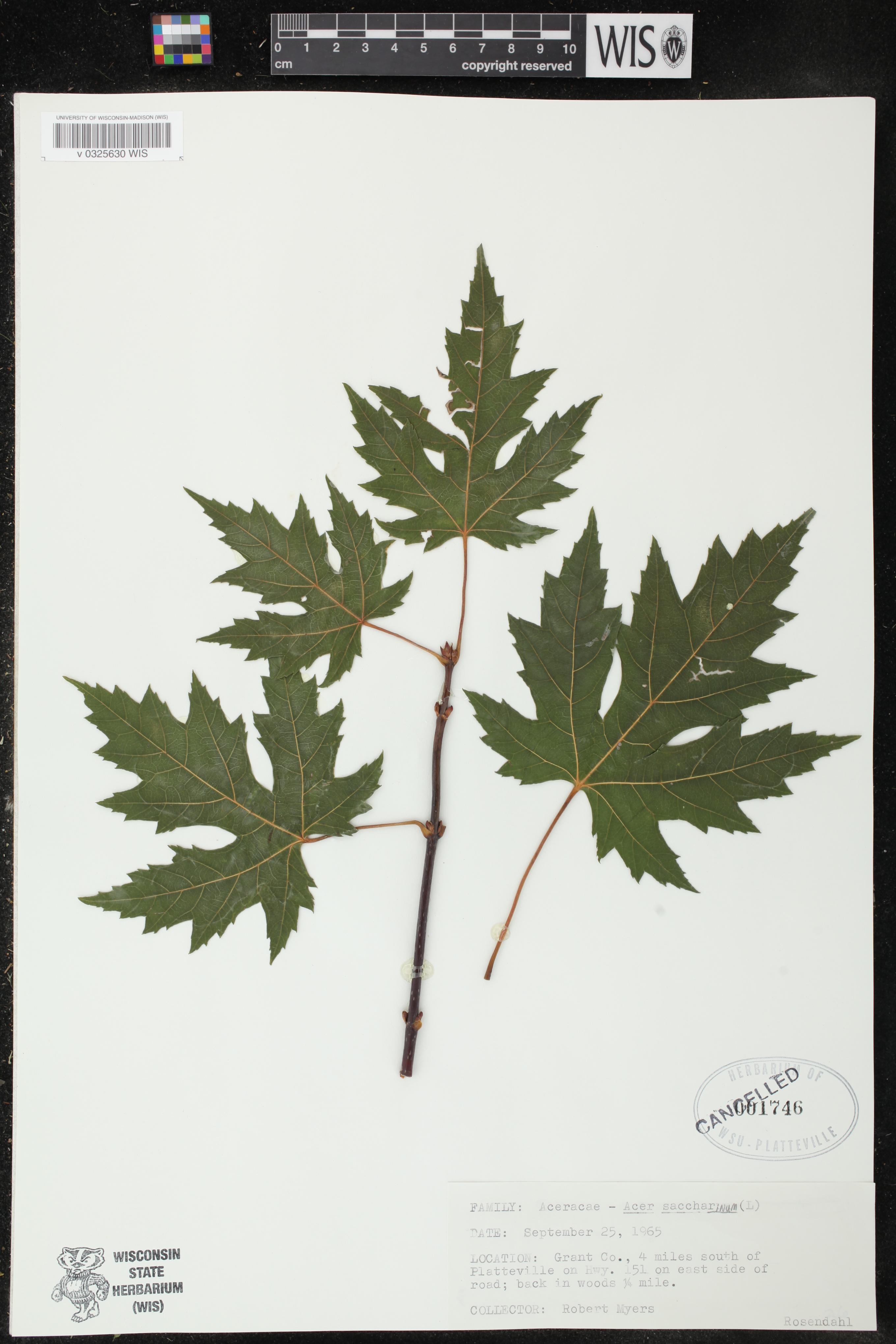 Acer saccharinum image