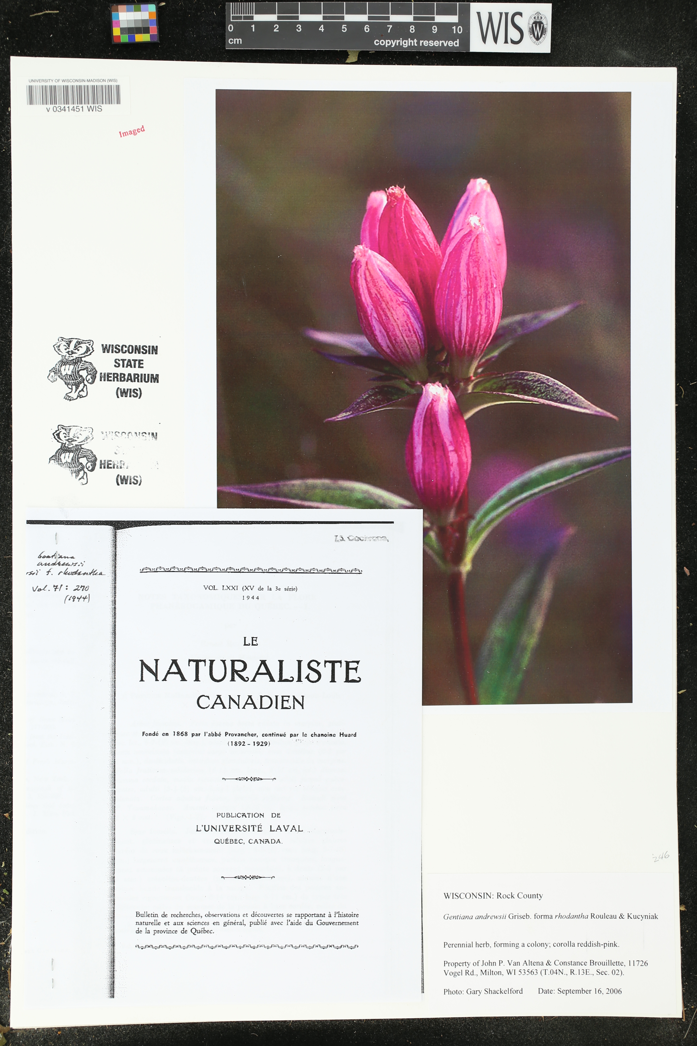 Gentiana andrewsii image