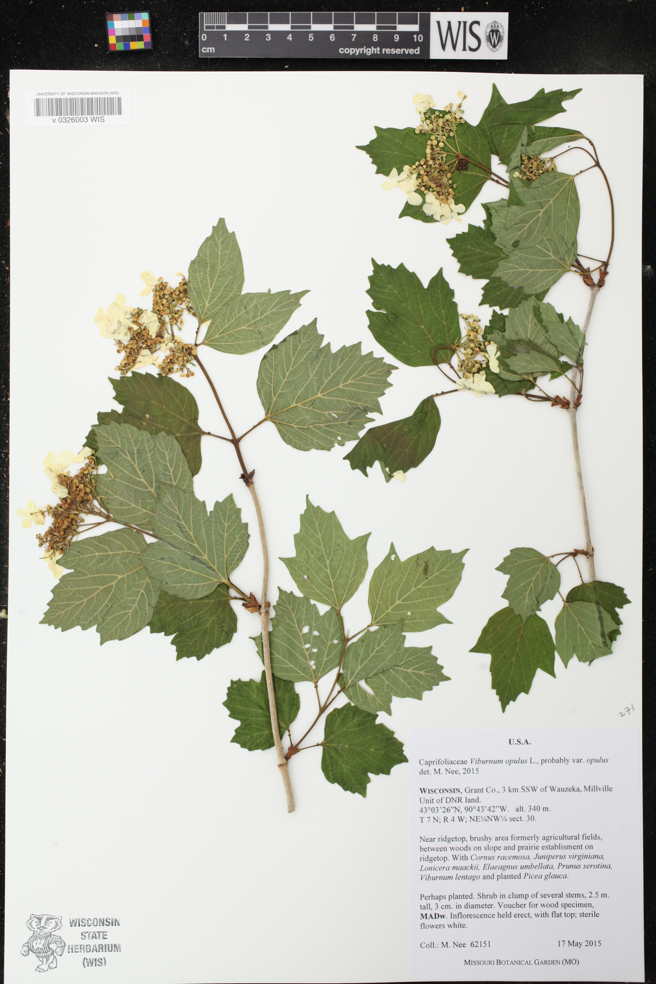 Viburnum opulus image