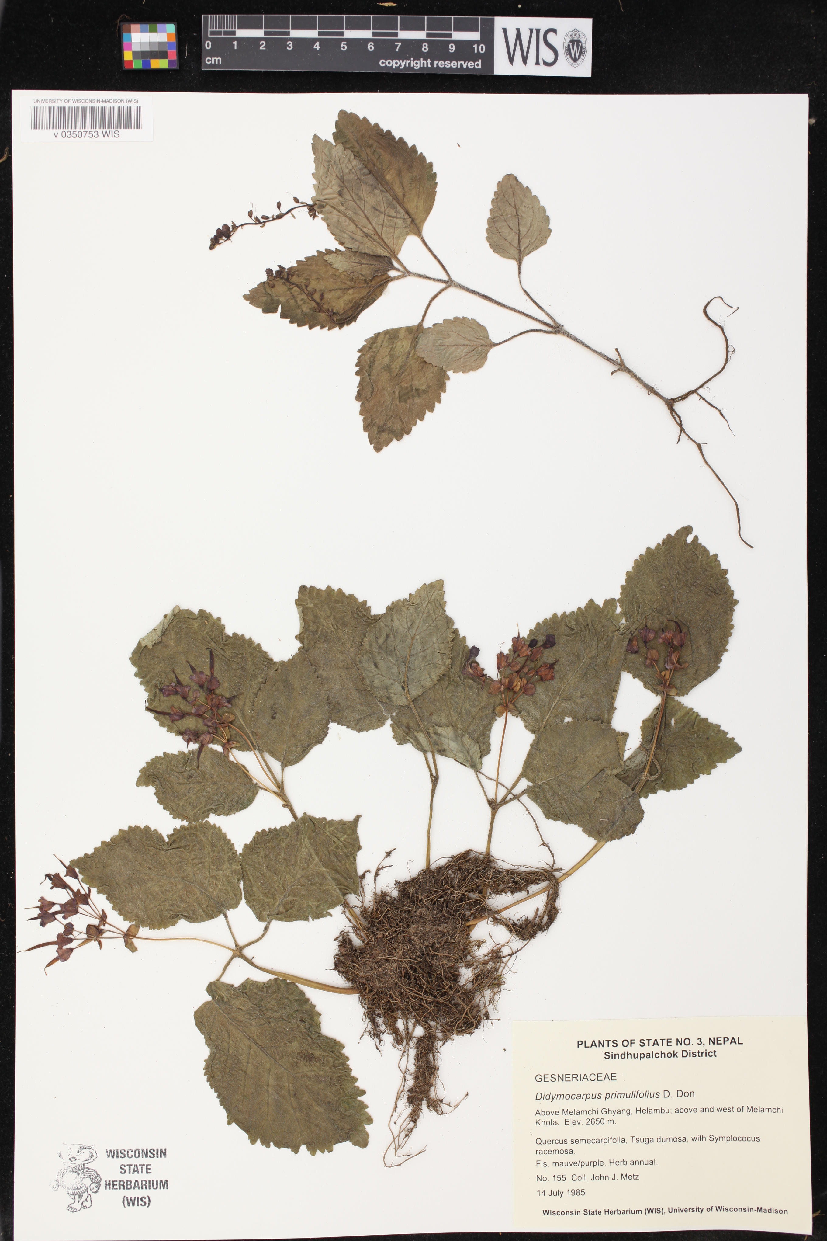Didymocarpus primulifolius image