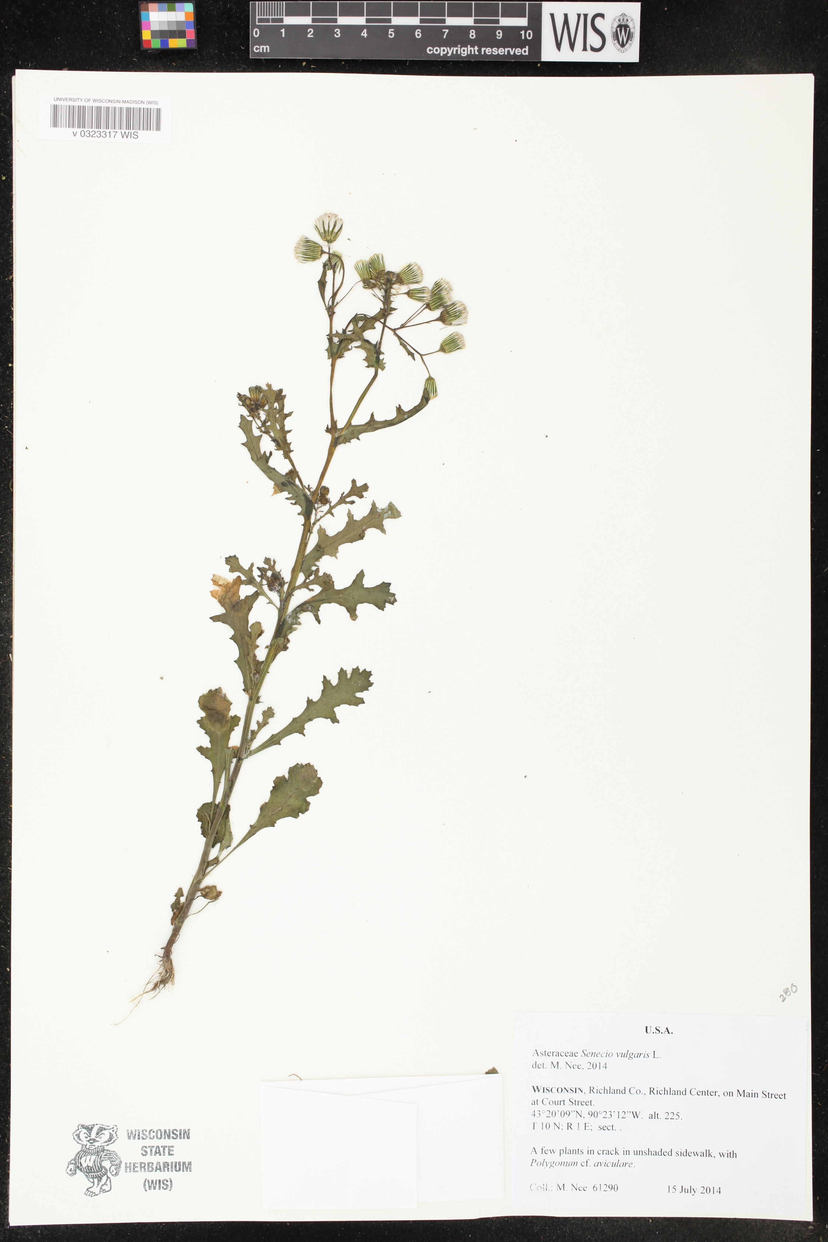 Senecio vulgaris image