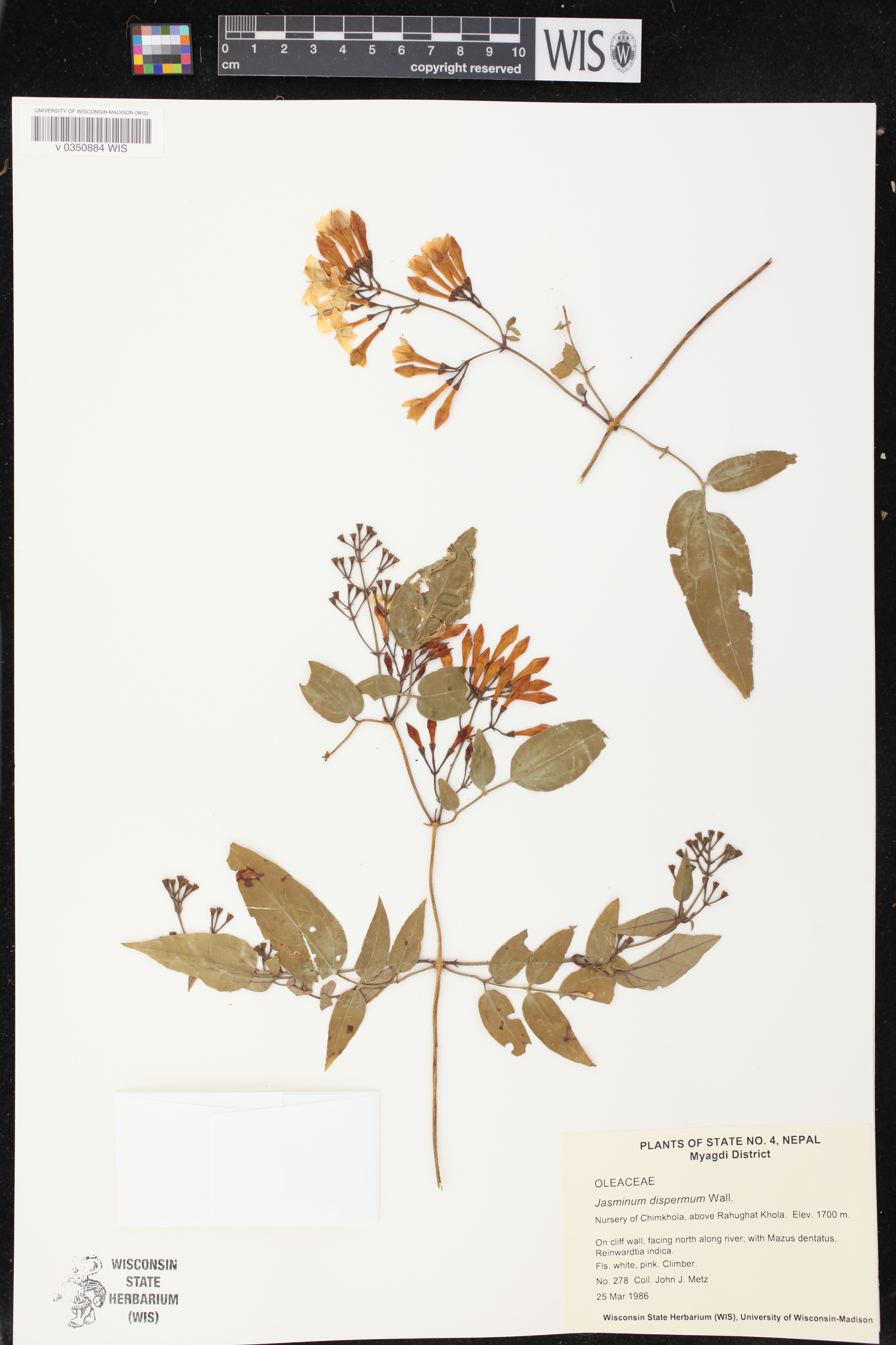Jasminum dispermum image
