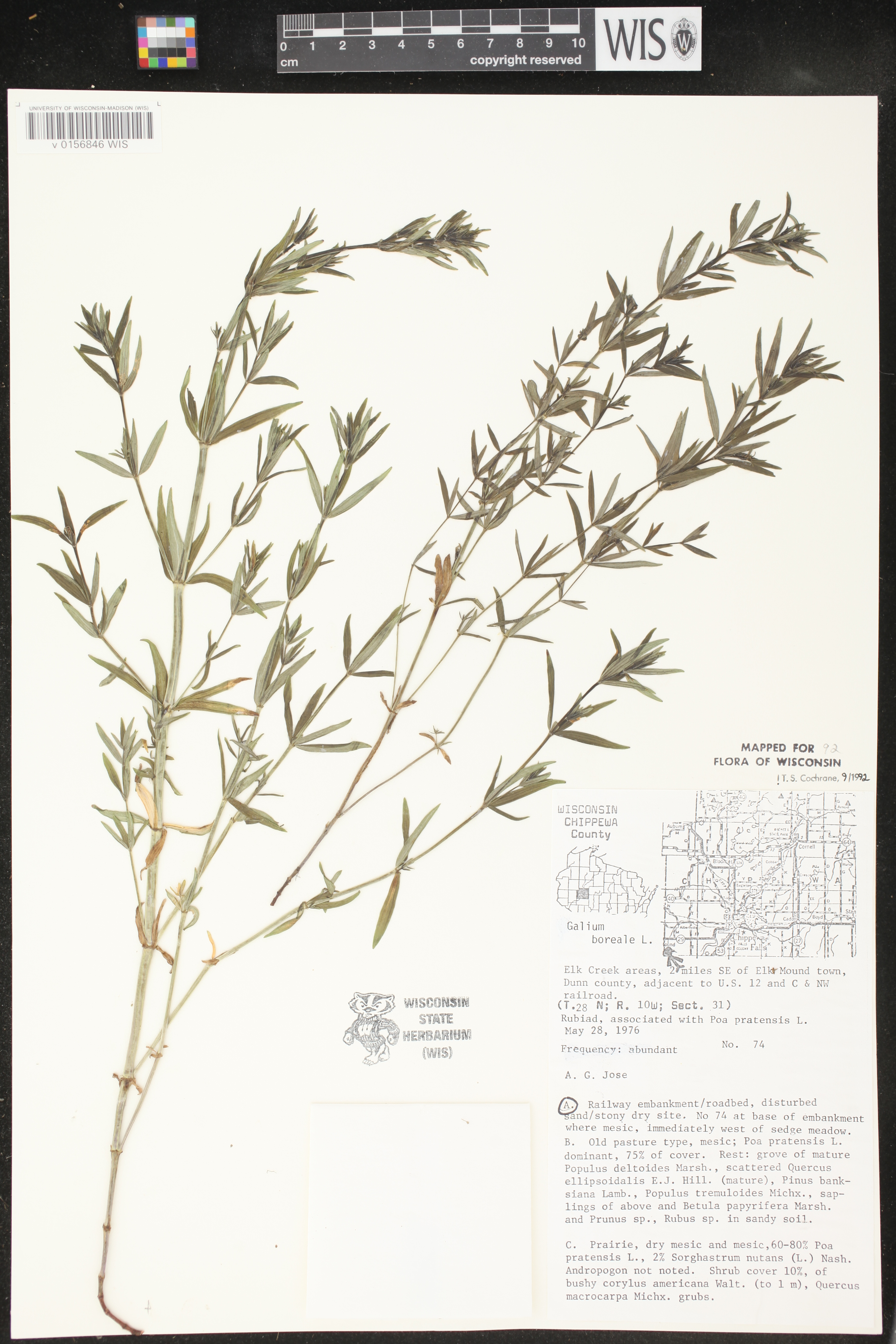 Galium boreale image