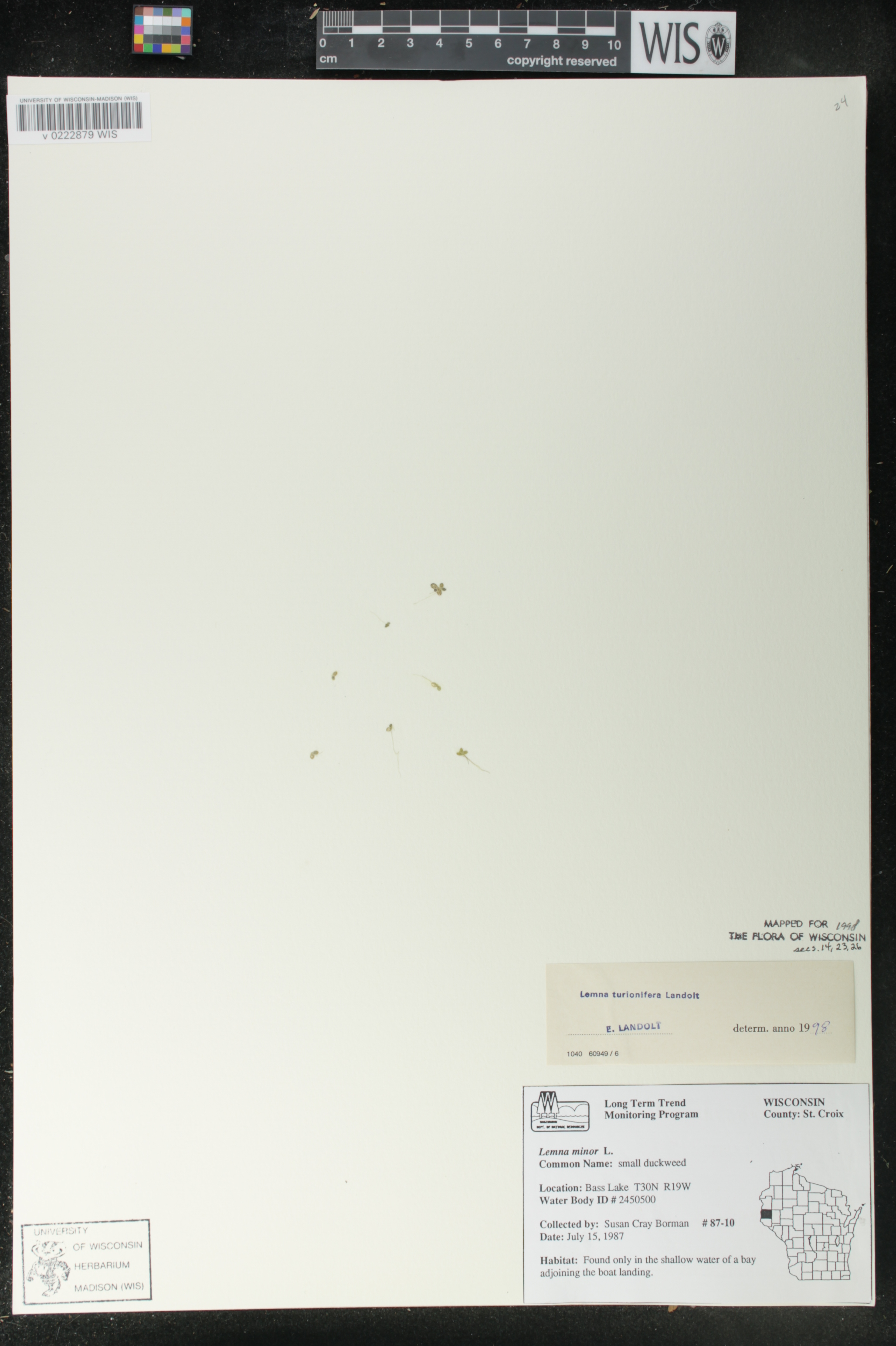 Lemna turionifera image