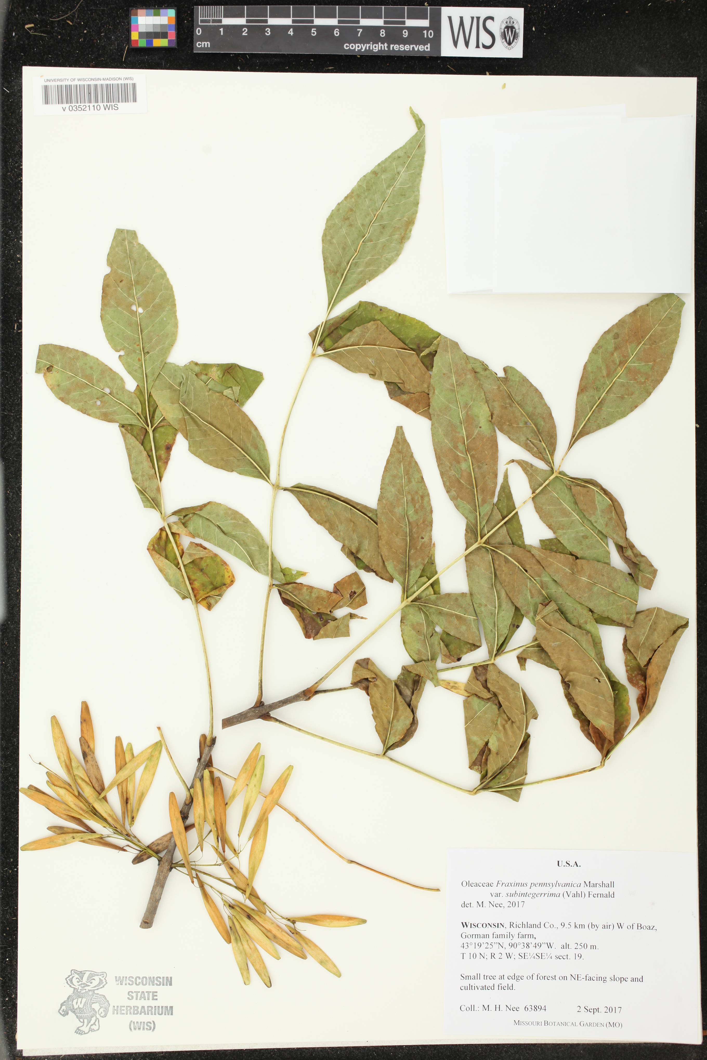 Fraxinus pennsylvanica image