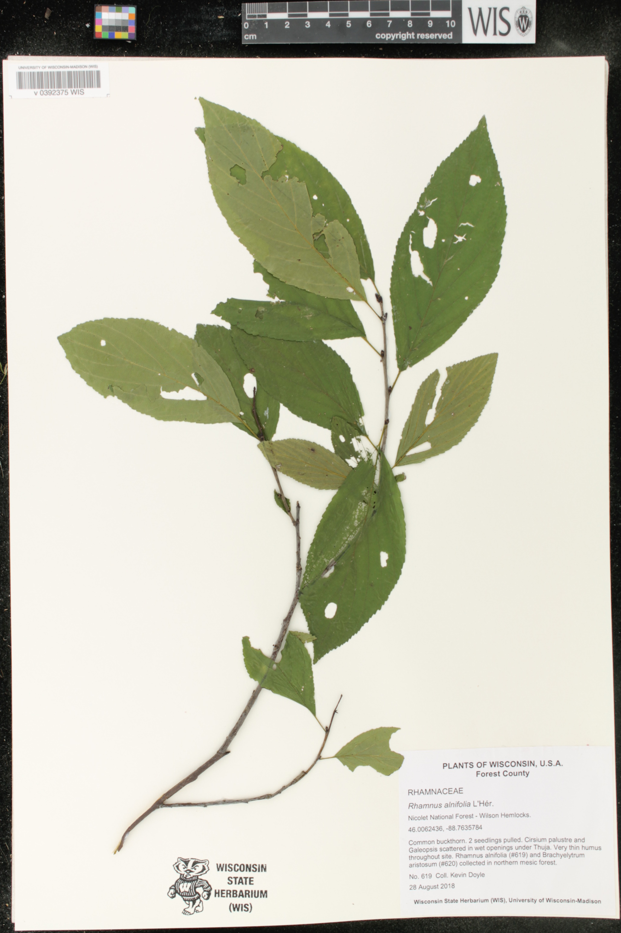 Rhamnus alnifolia image
