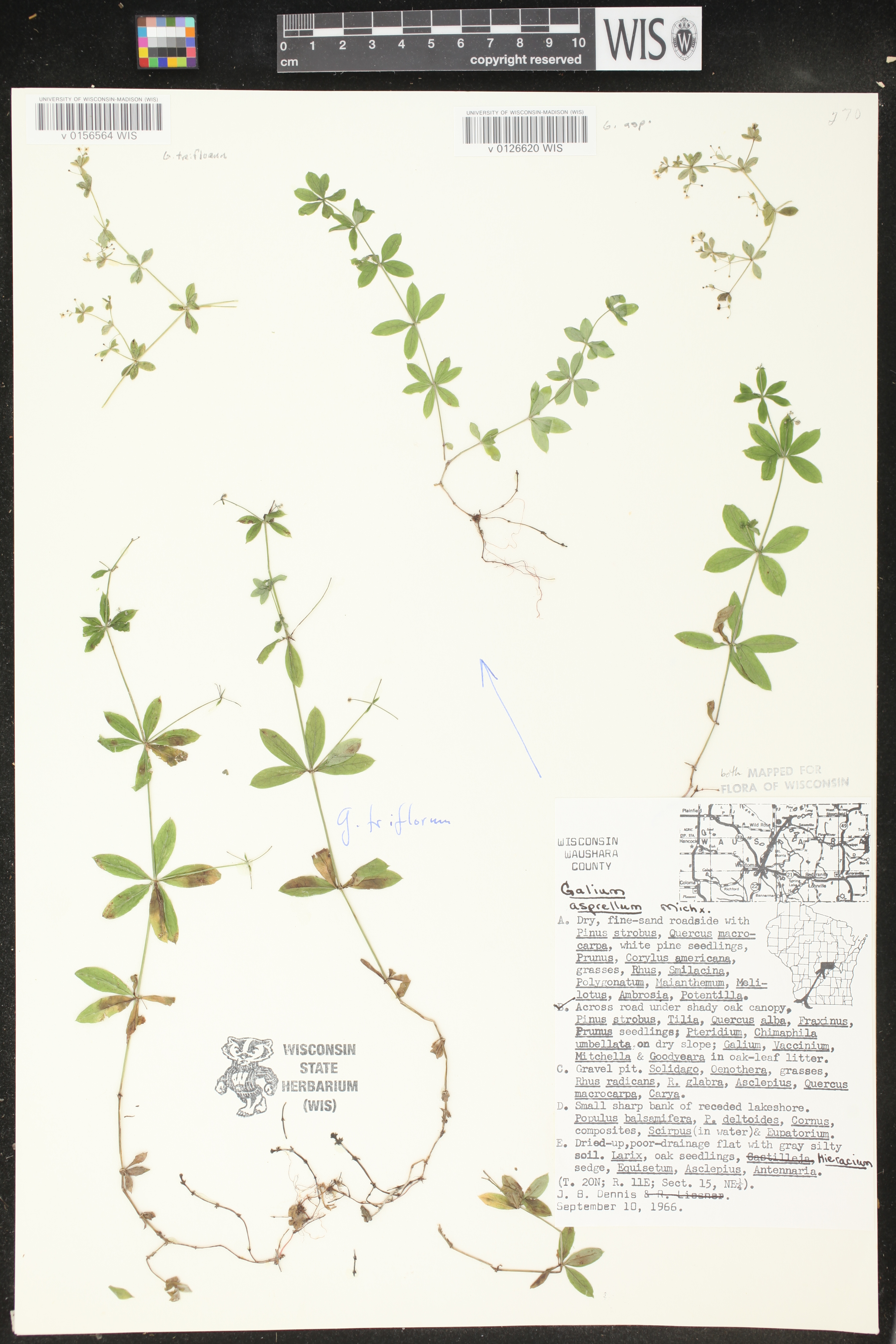 Galium asprellum image