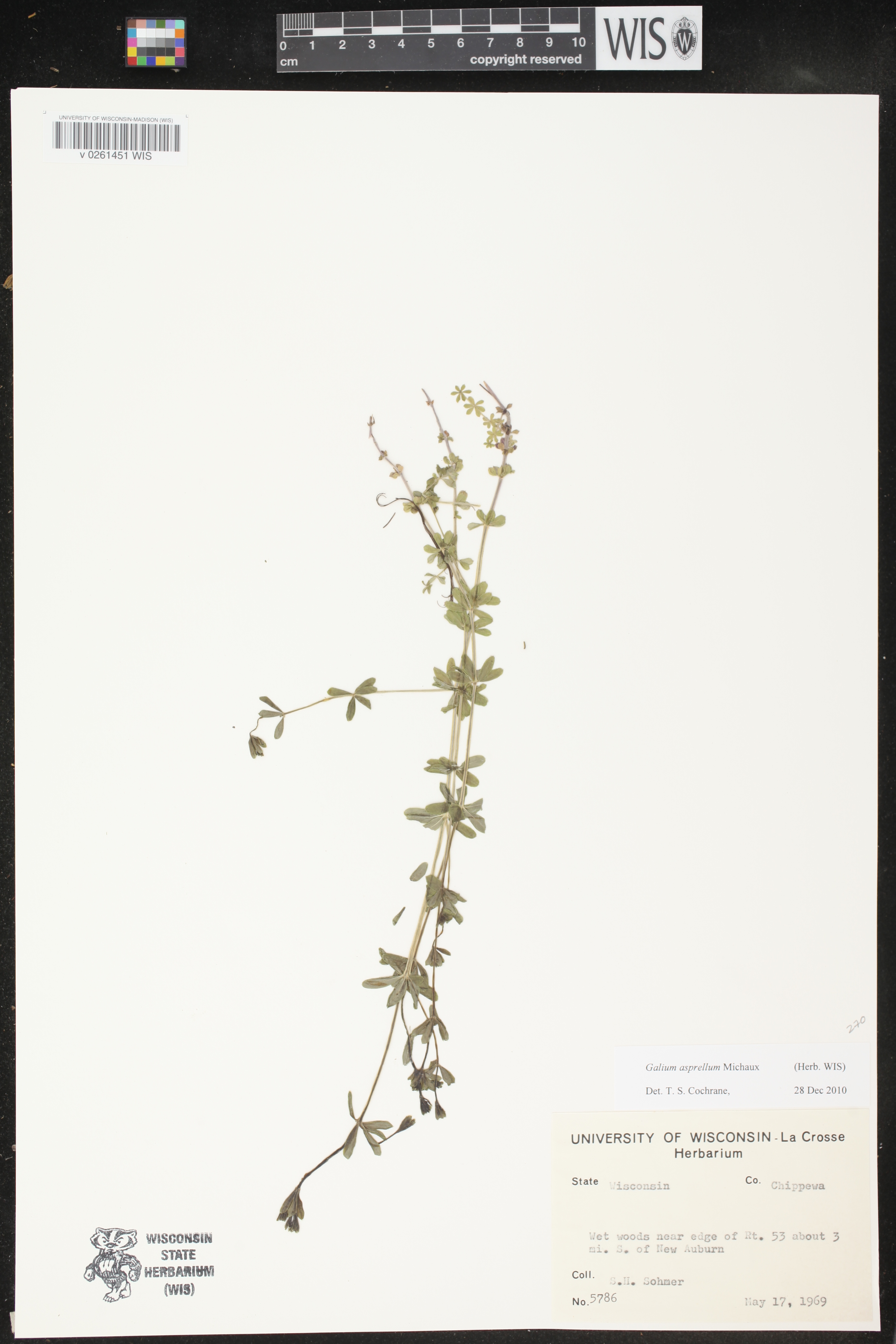 Galium asprellum image