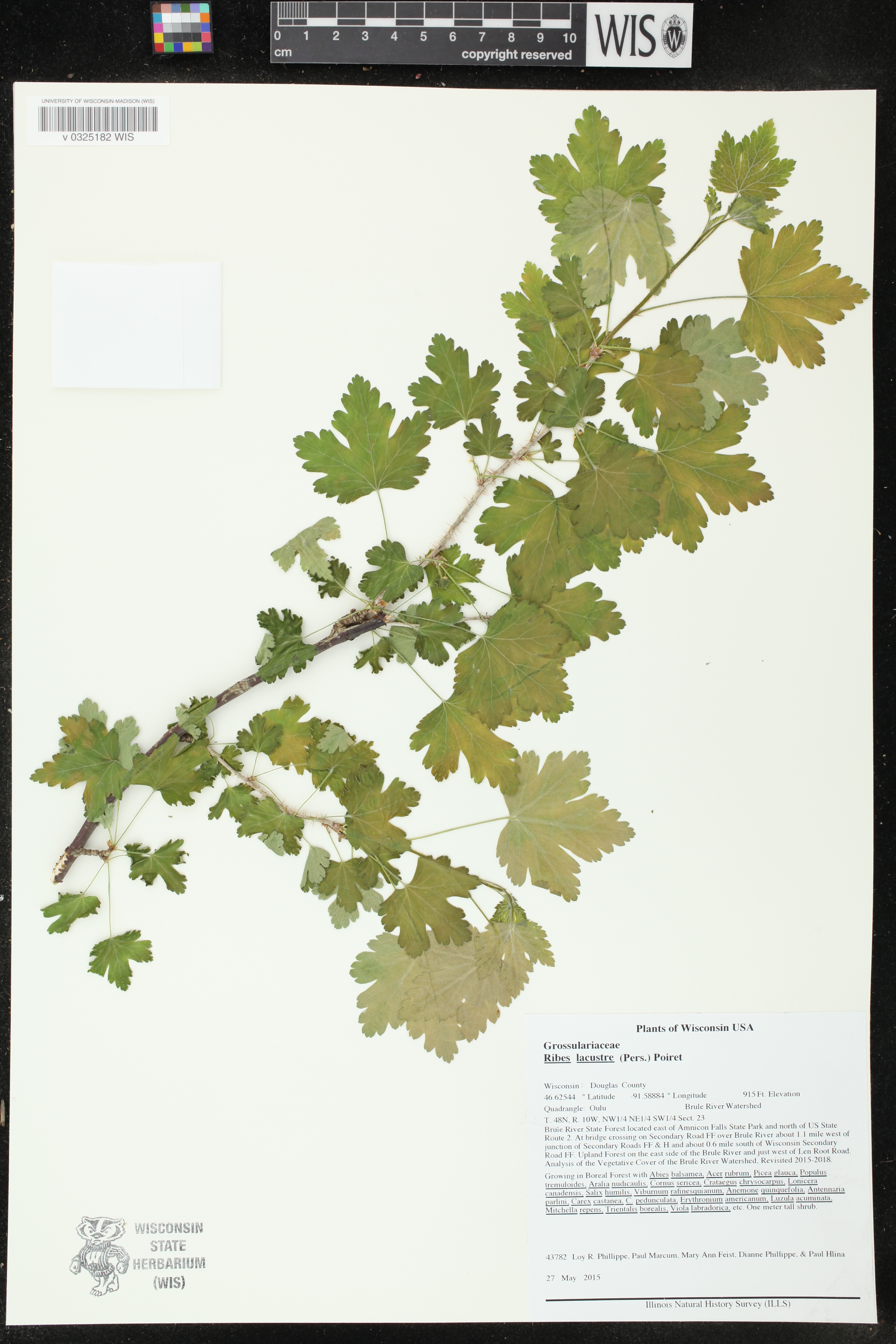 Ribes lacustre image