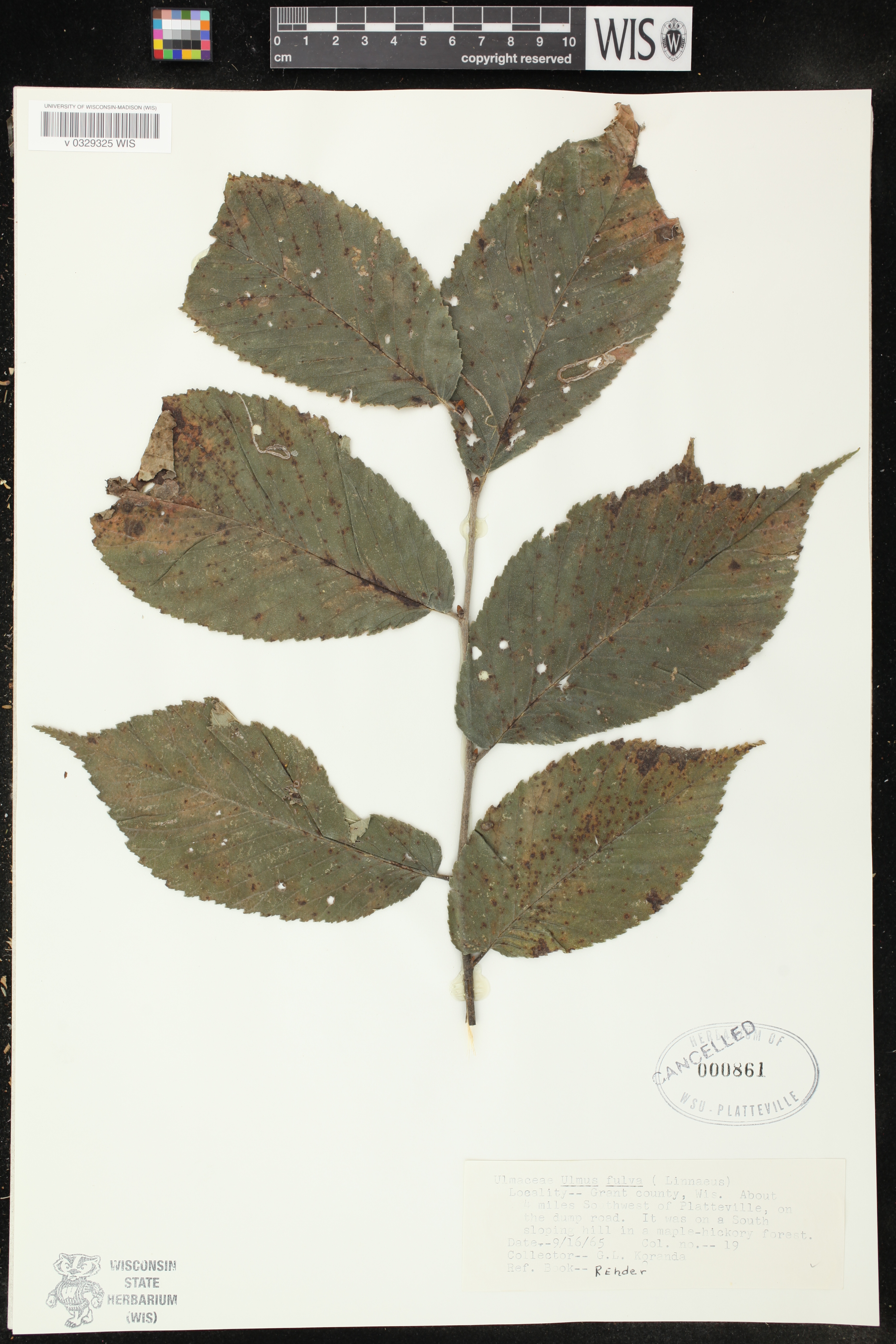 Ulmus rubra image