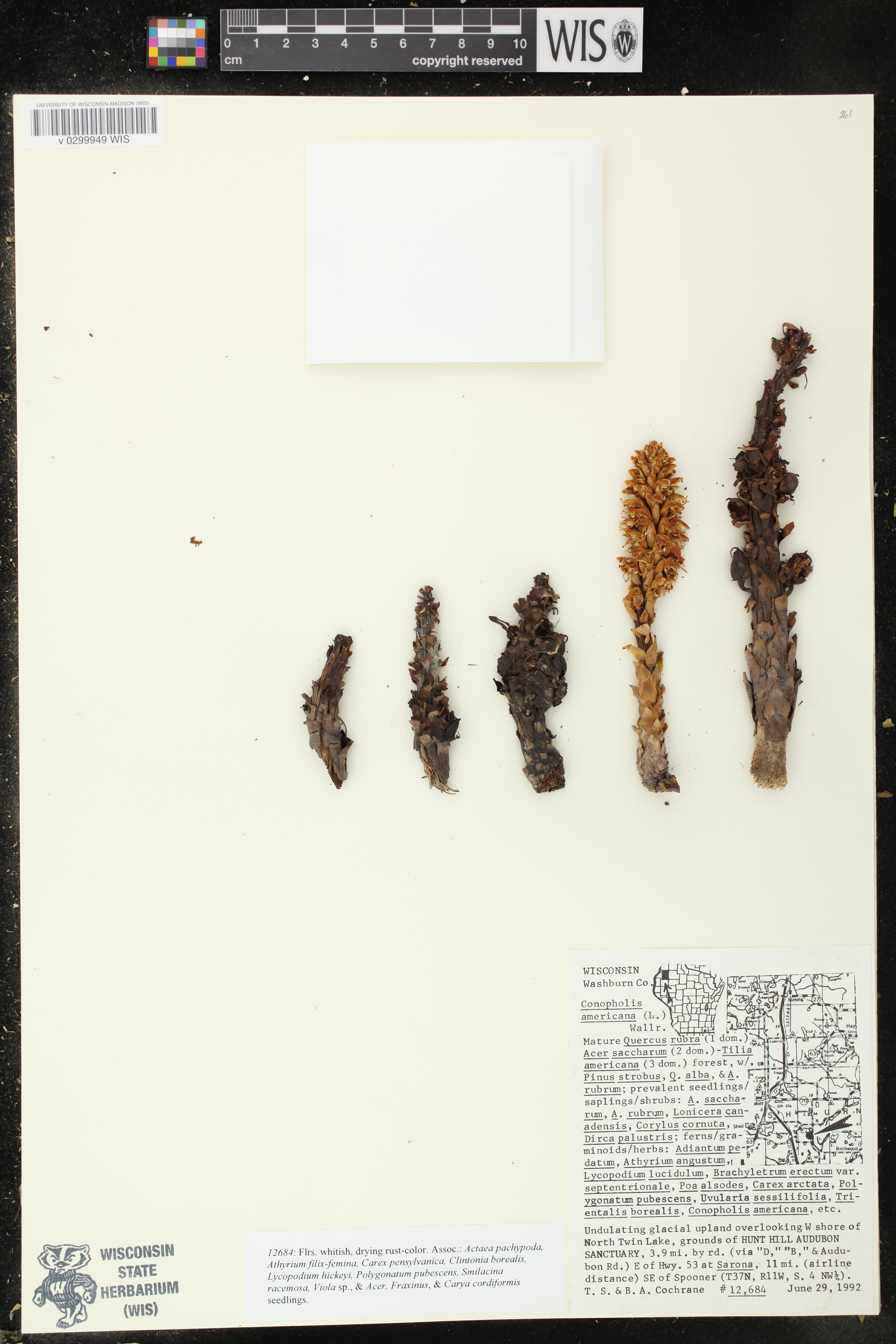 Conopholis americana image