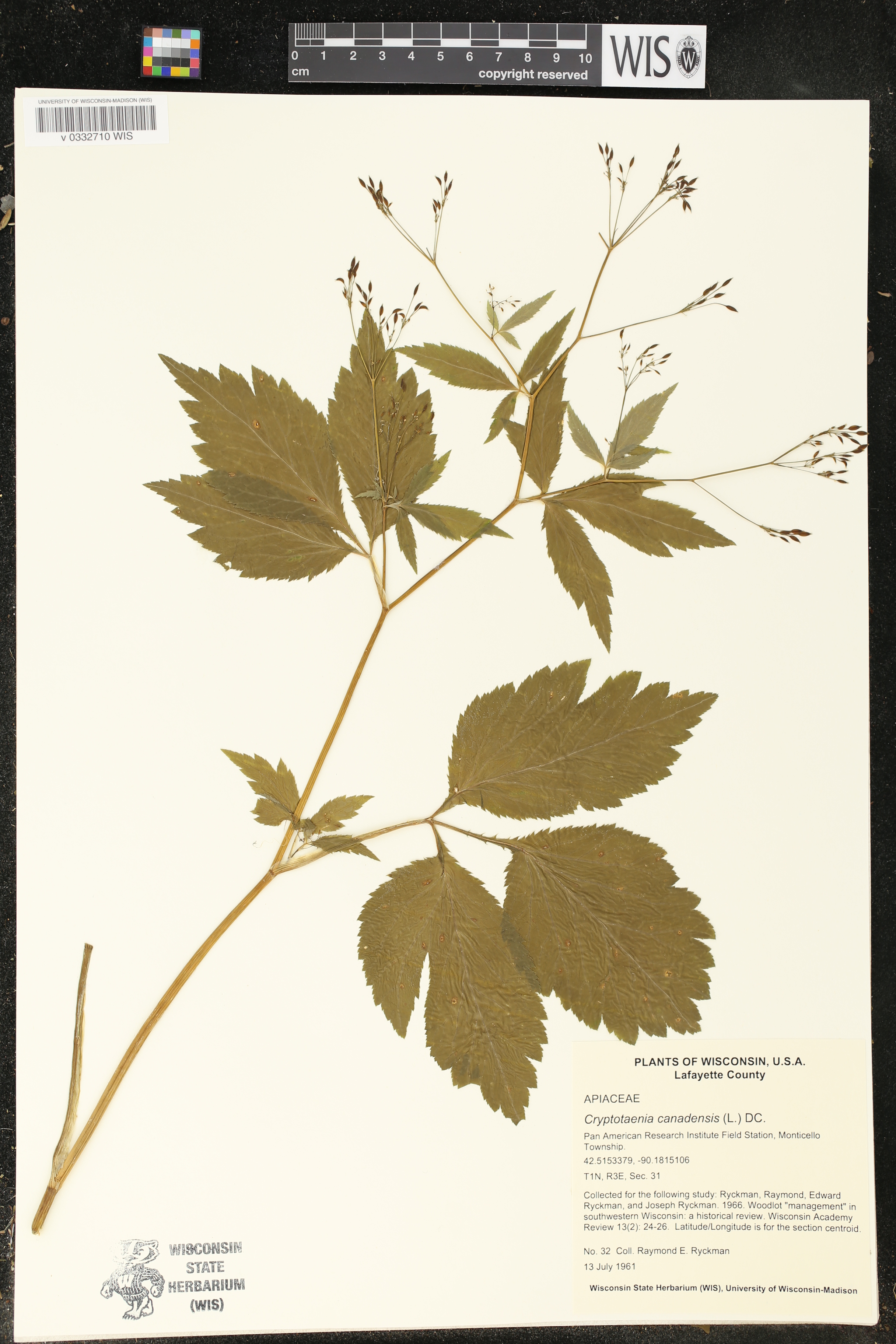 Cryptotaenia canadensis image