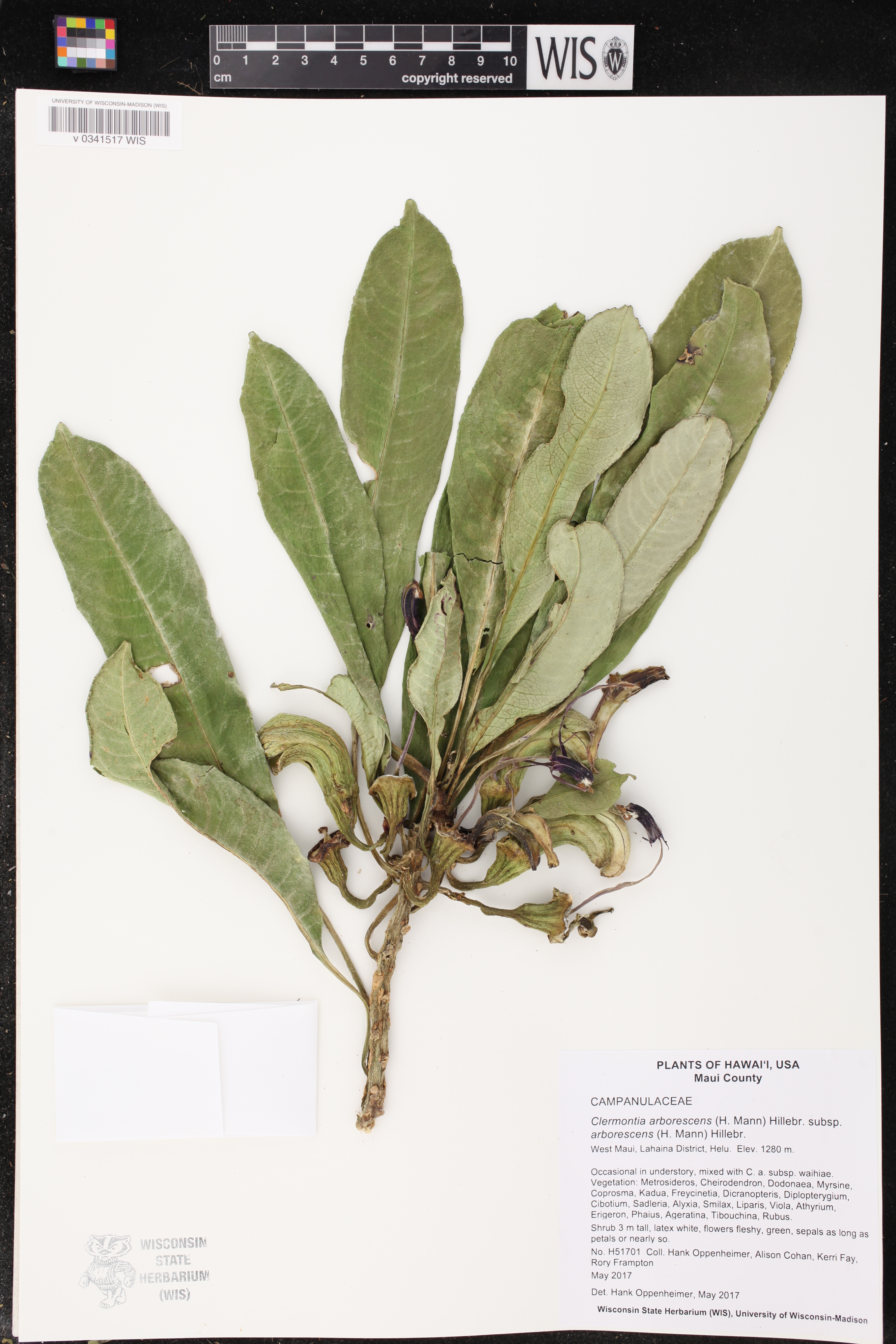 Clermontia arborescens subsp. arborescens image