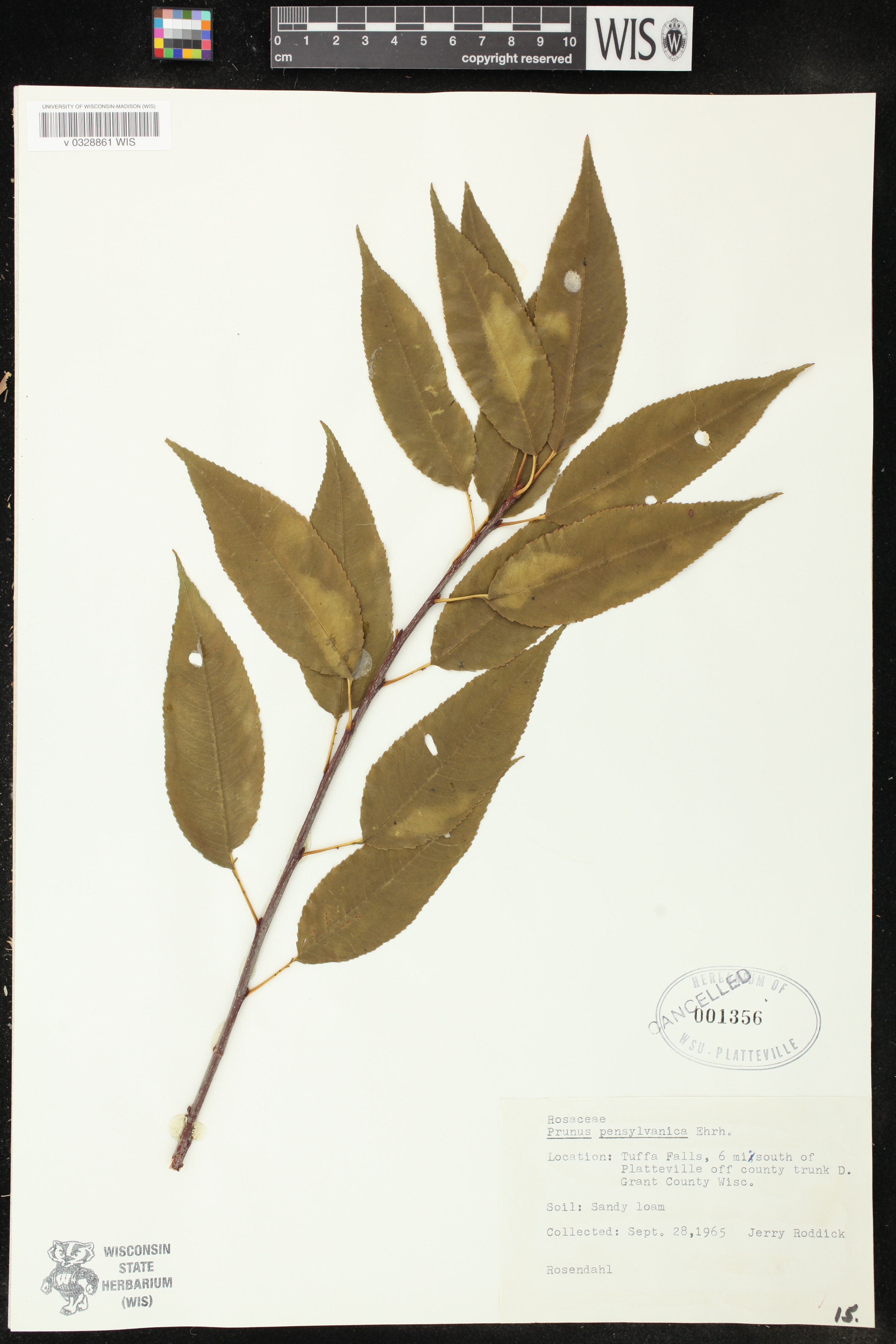 Prunus pensylvanica image
