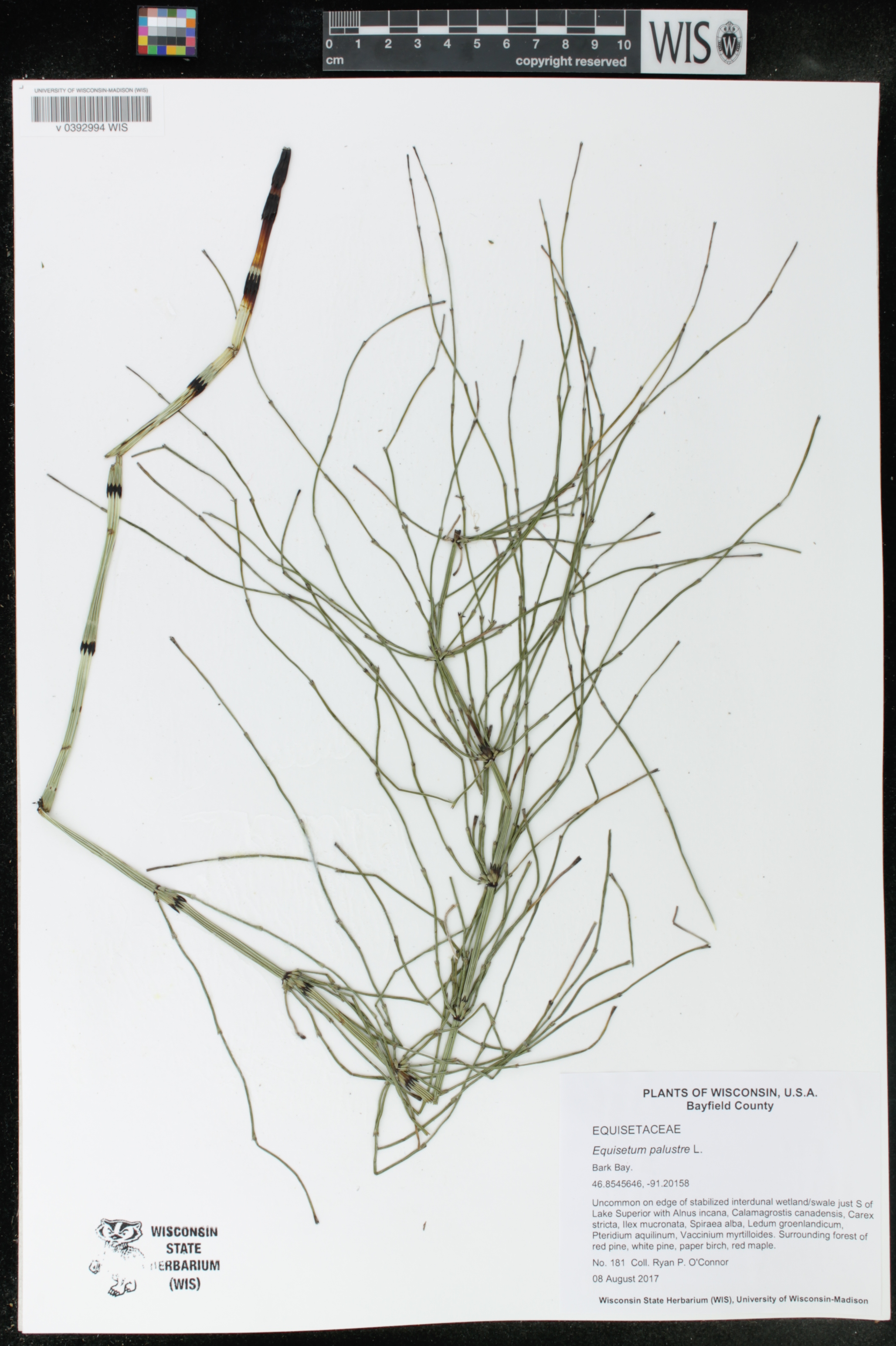 Equisetum palustre image