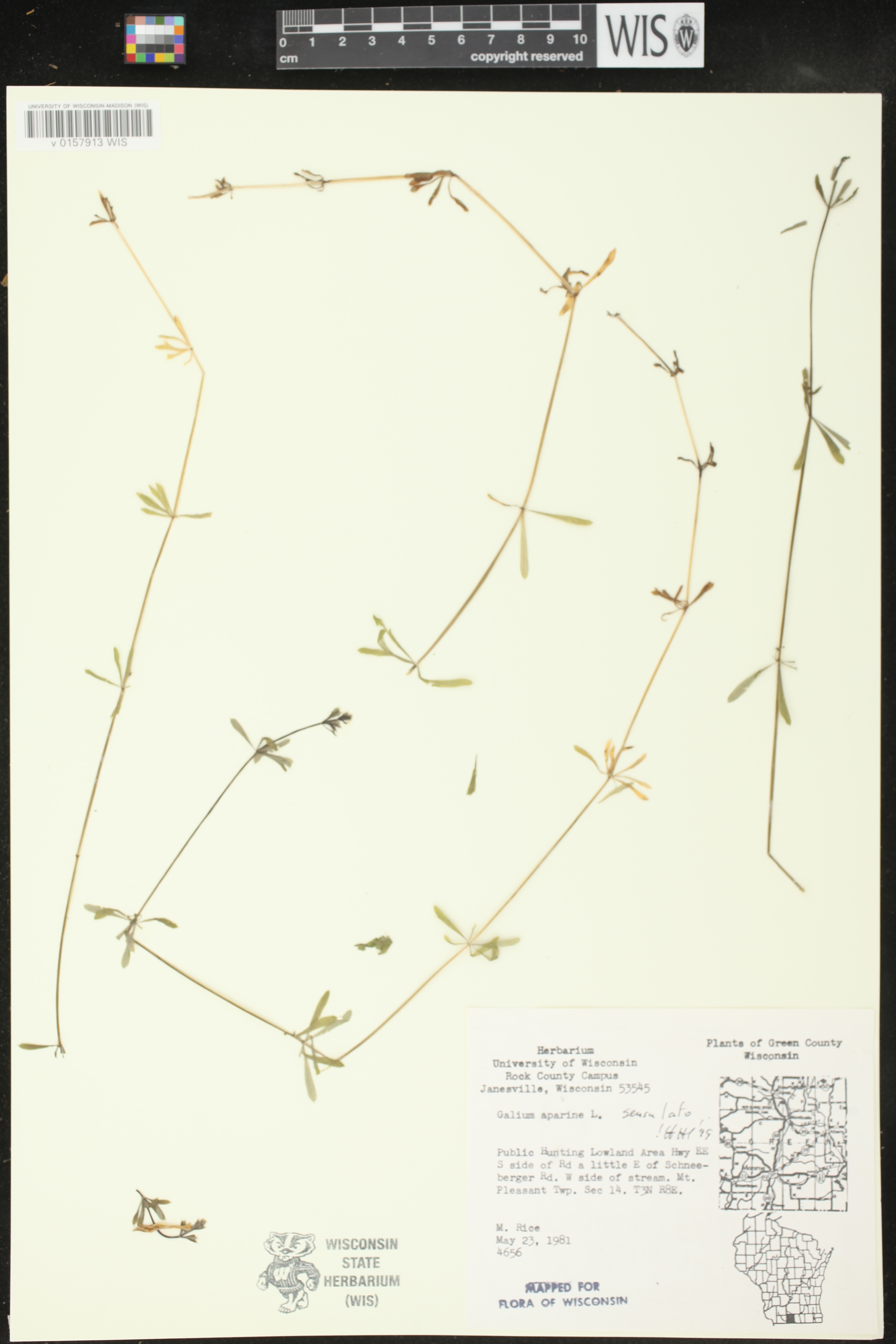 Galium aparine image
