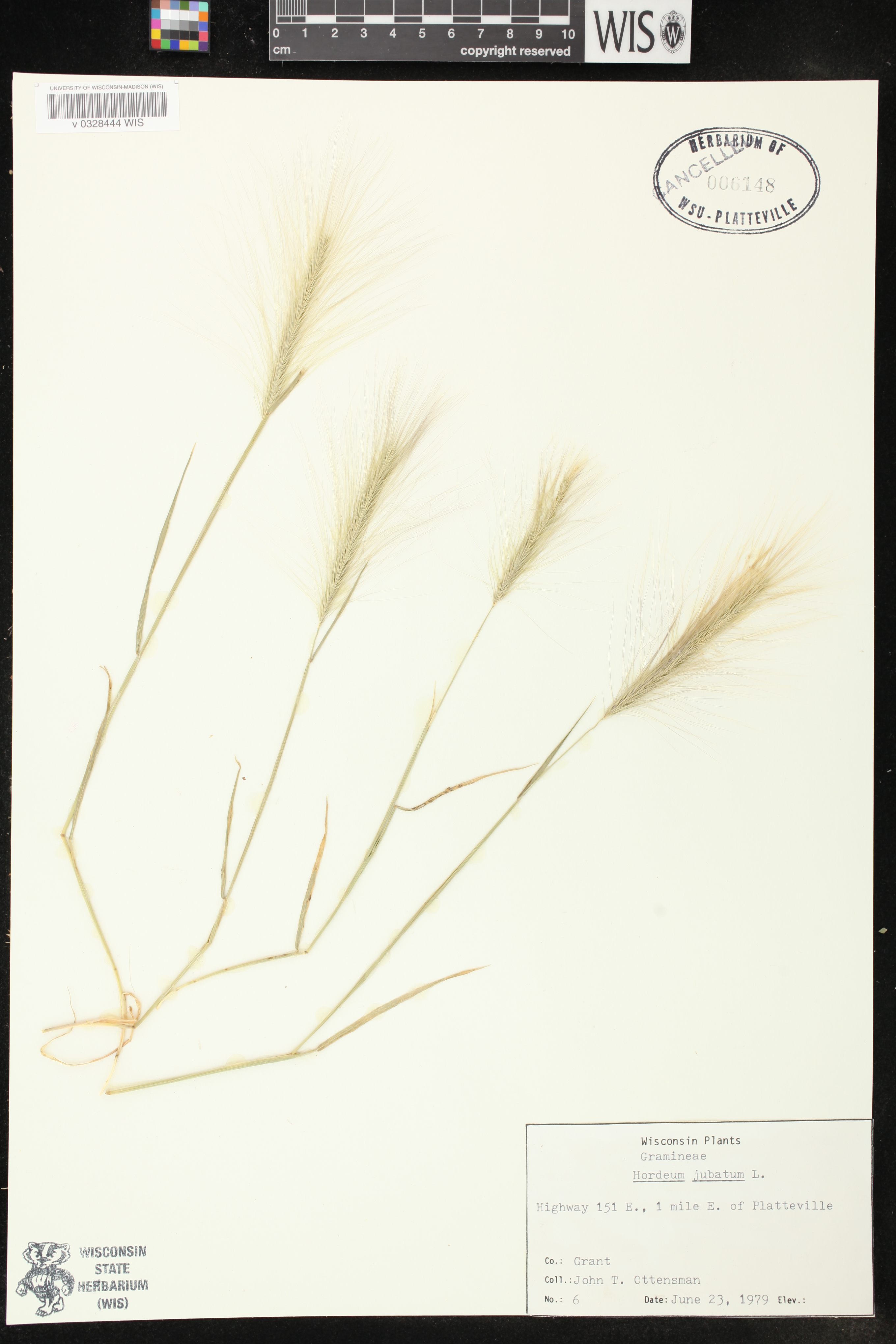 Hordeum jubatum image
