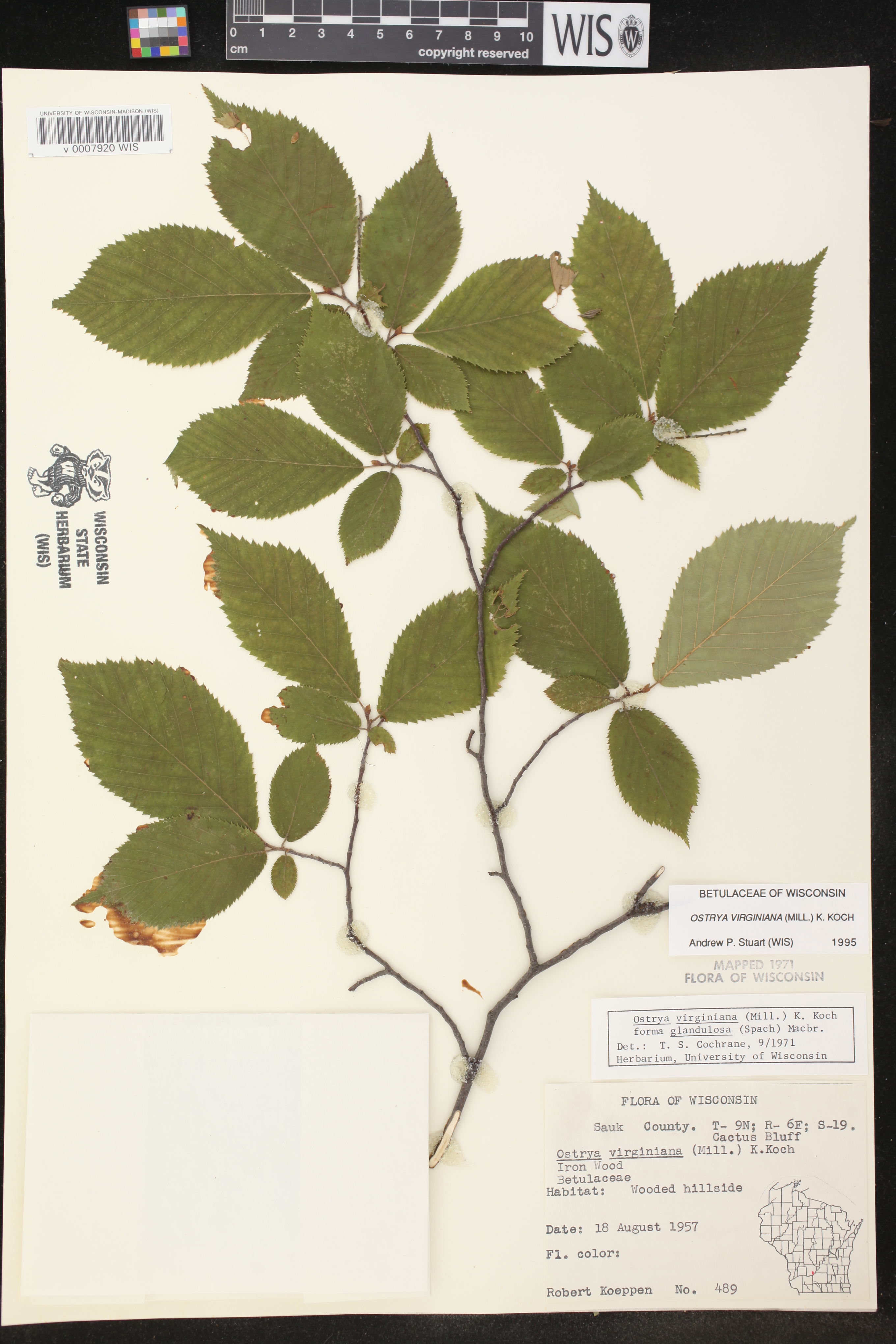 Ostrya virginiana image