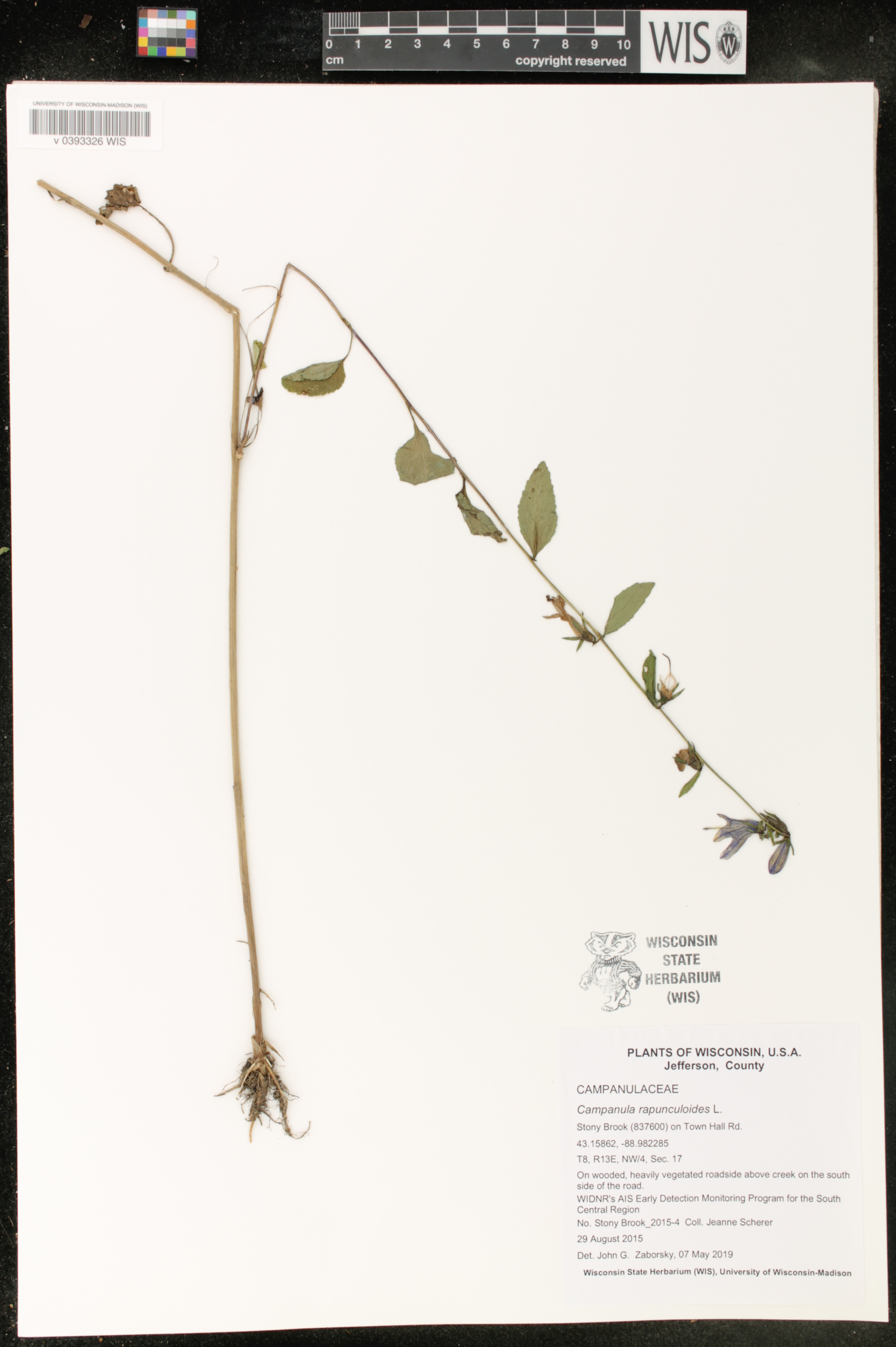 Campanula rapunculoides image