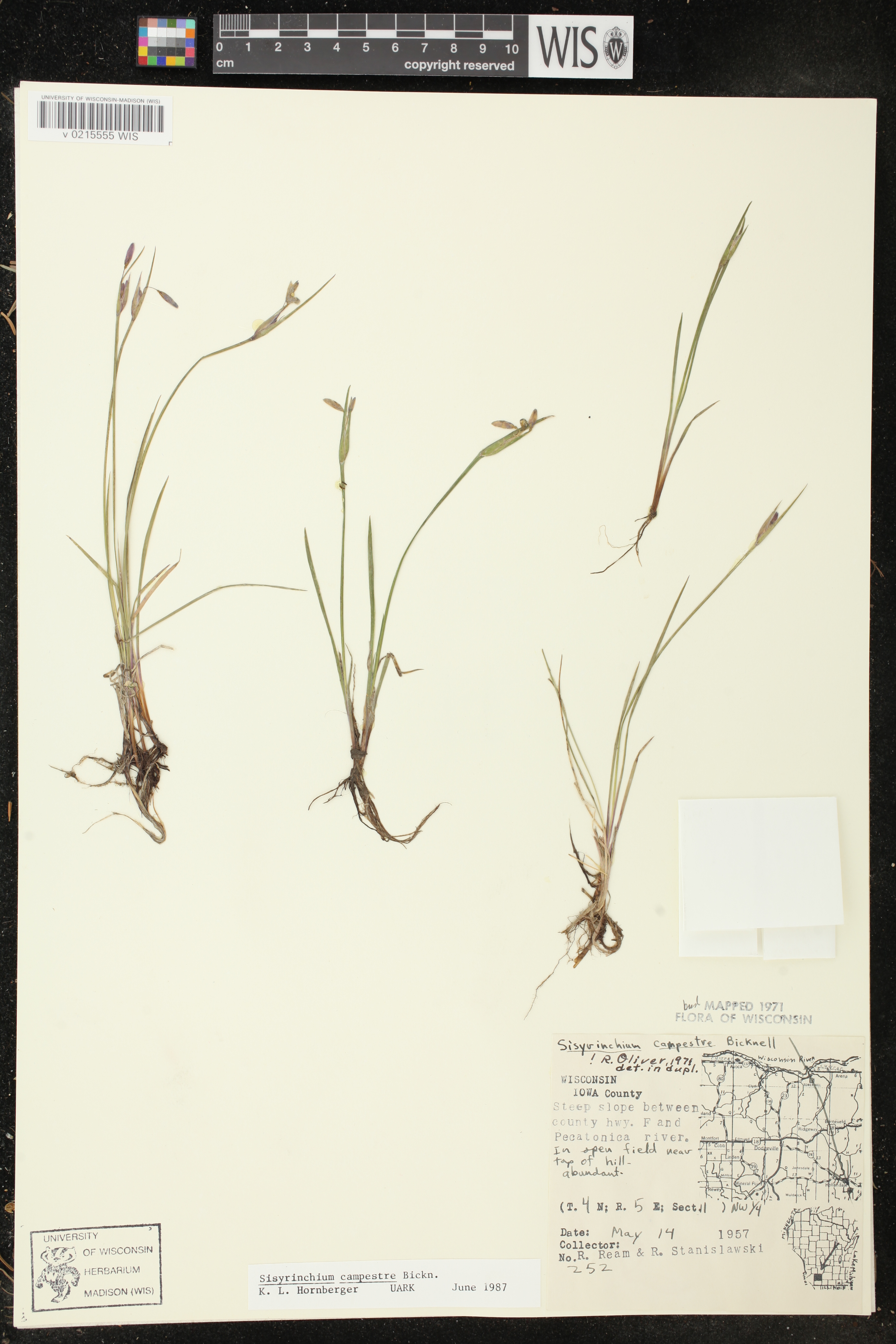 Sisyrinchium campestre image