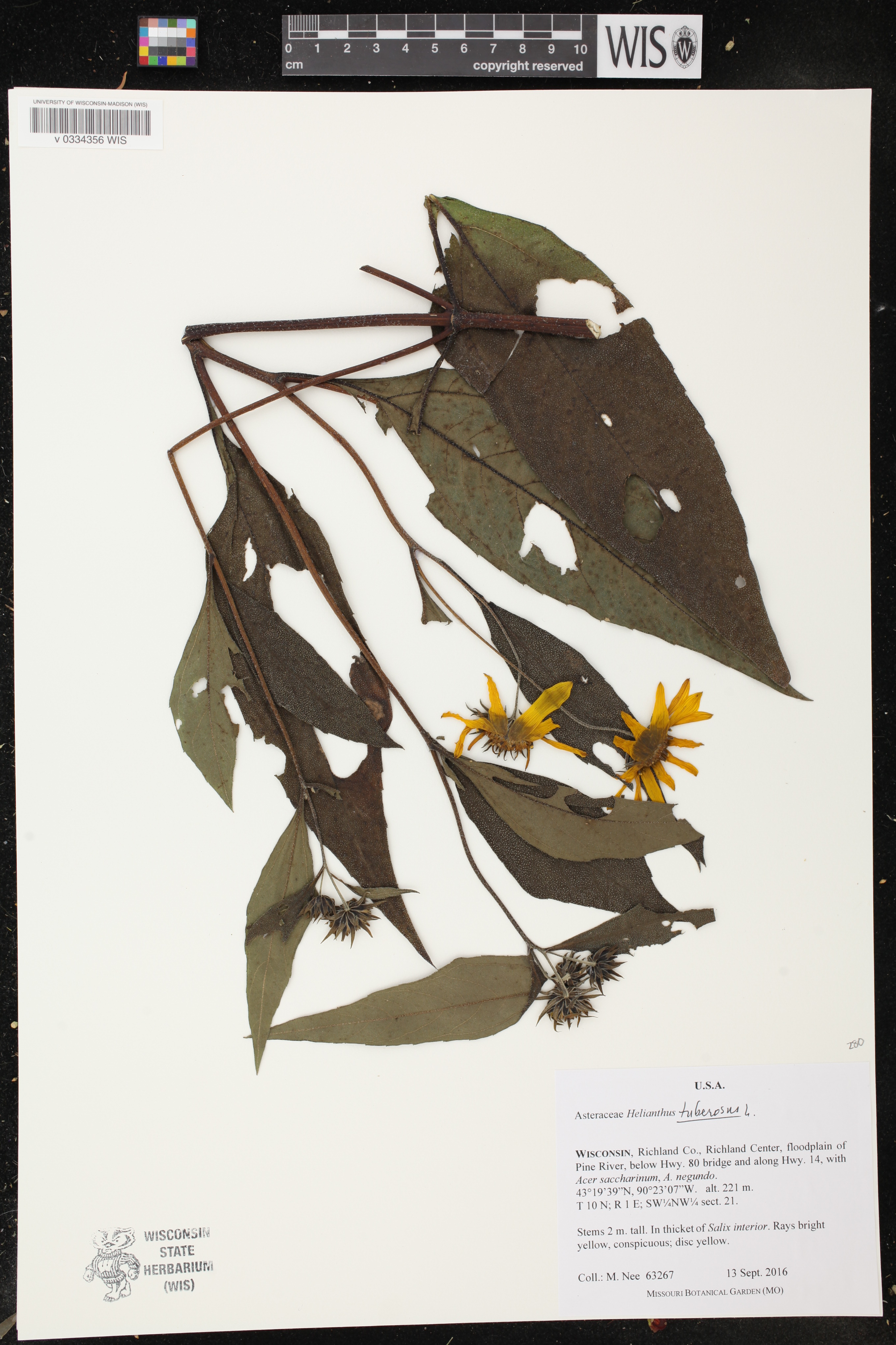Helianthus tuberosus image
