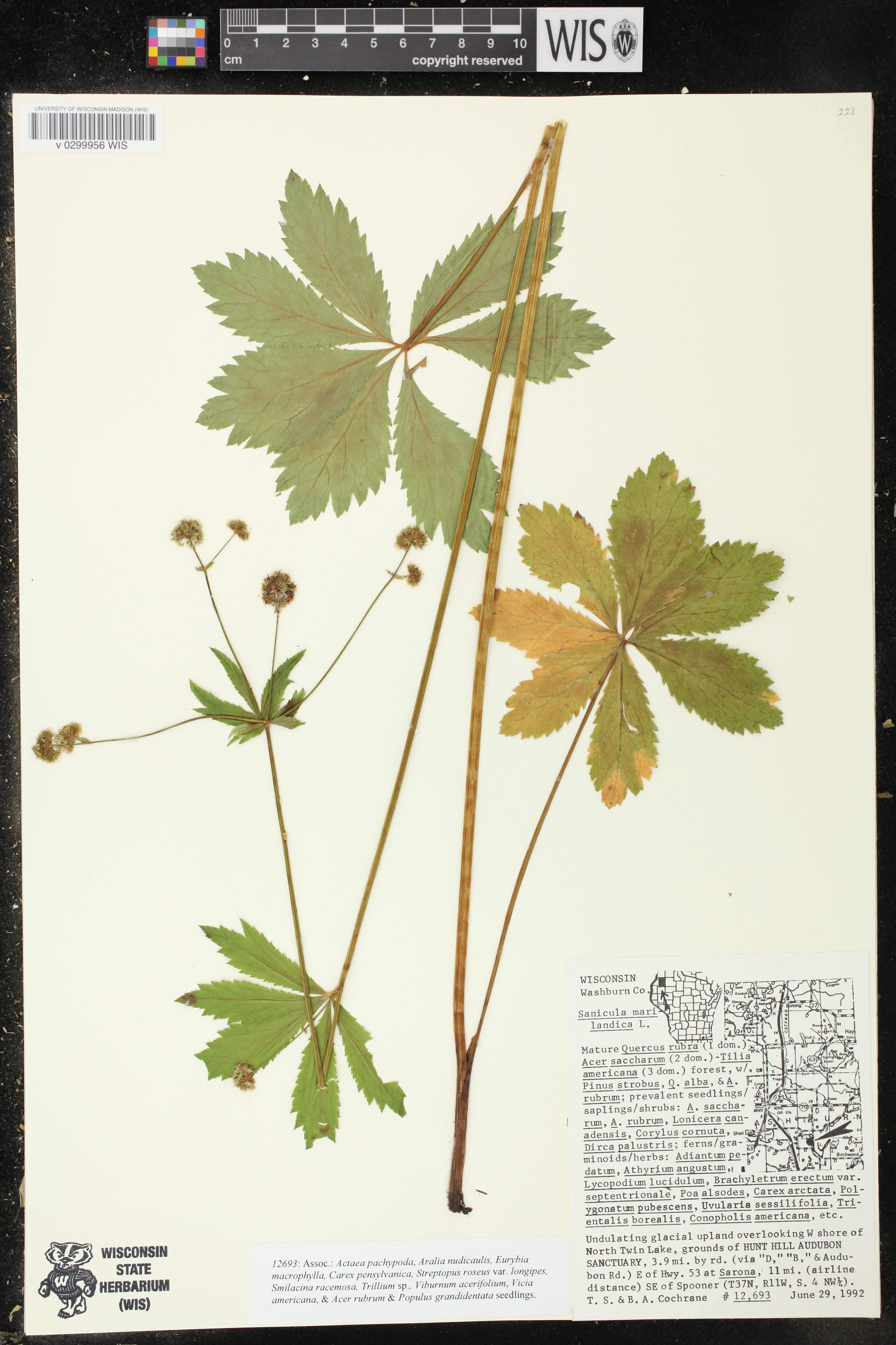 Sanicula marilandica image