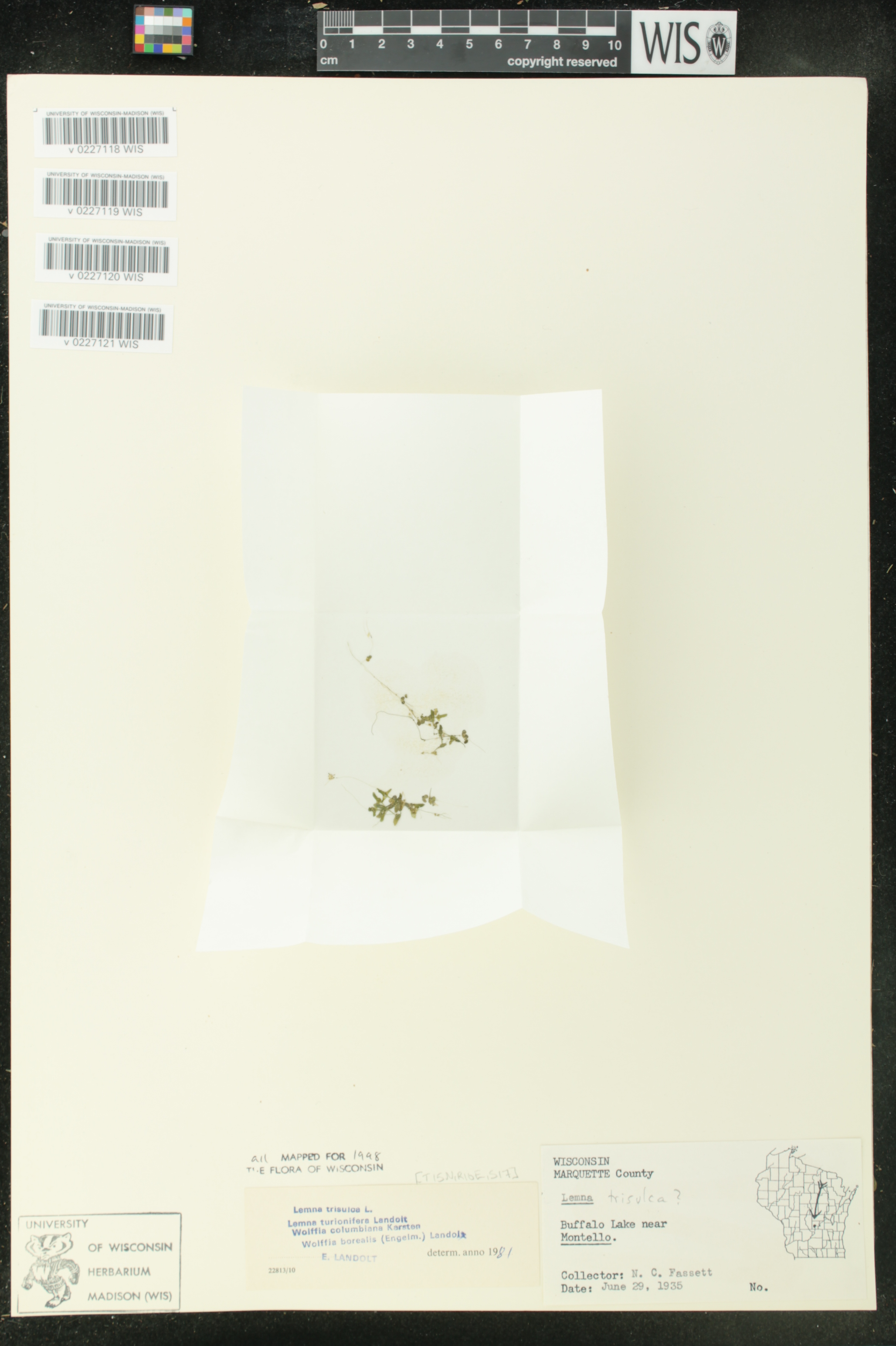 Wolffia columbiana image