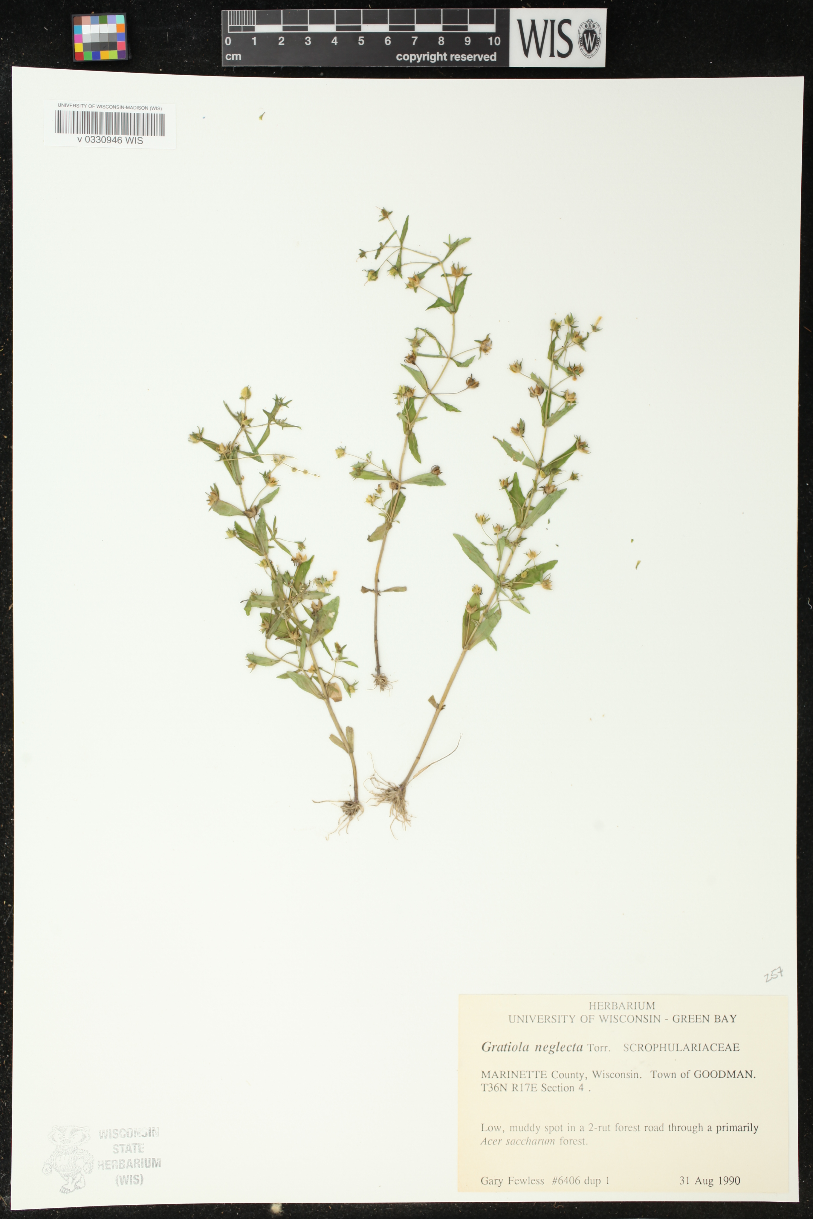 Gratiola neglecta image