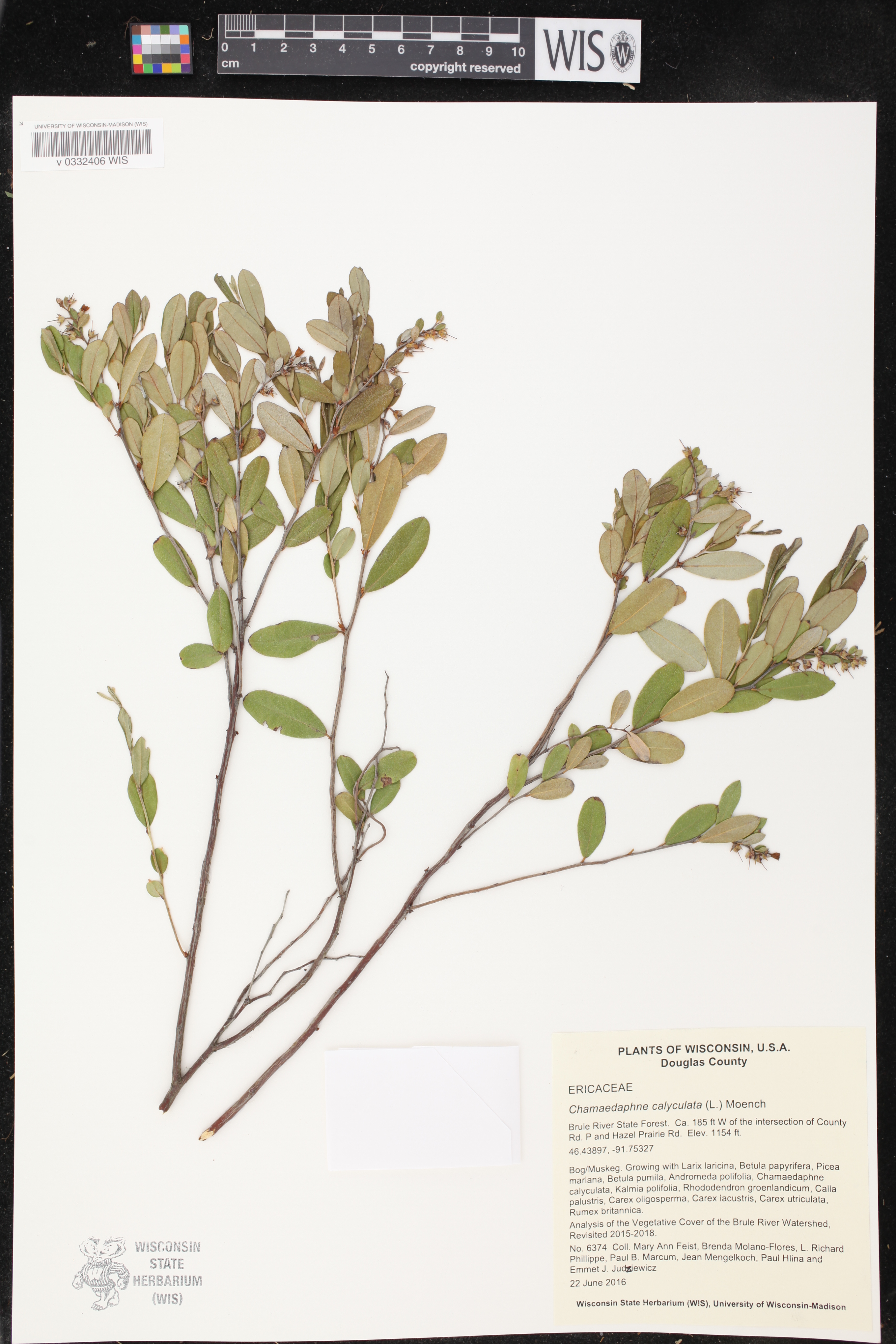 Chamaedaphne calyculata image