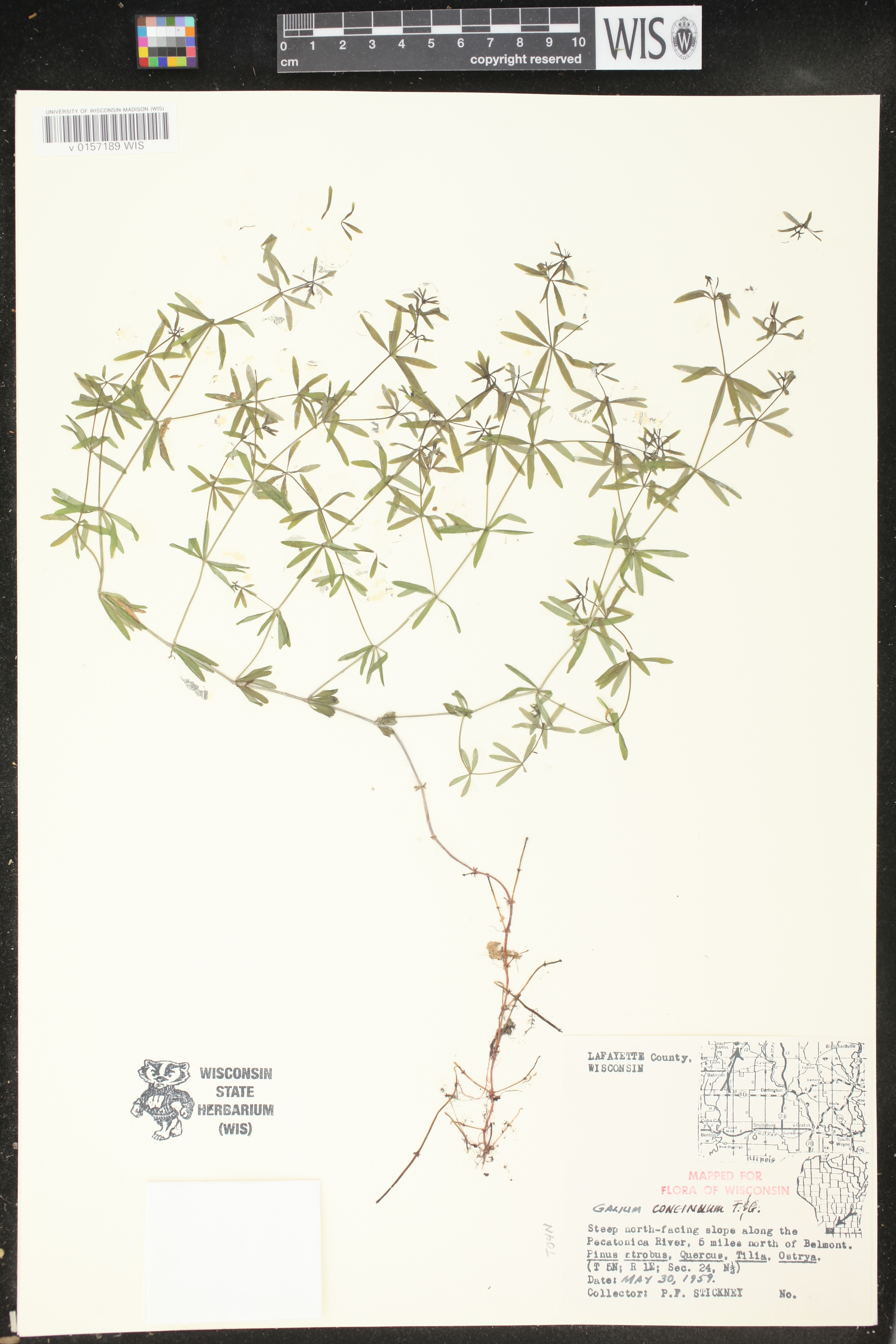 Galium concinnum image