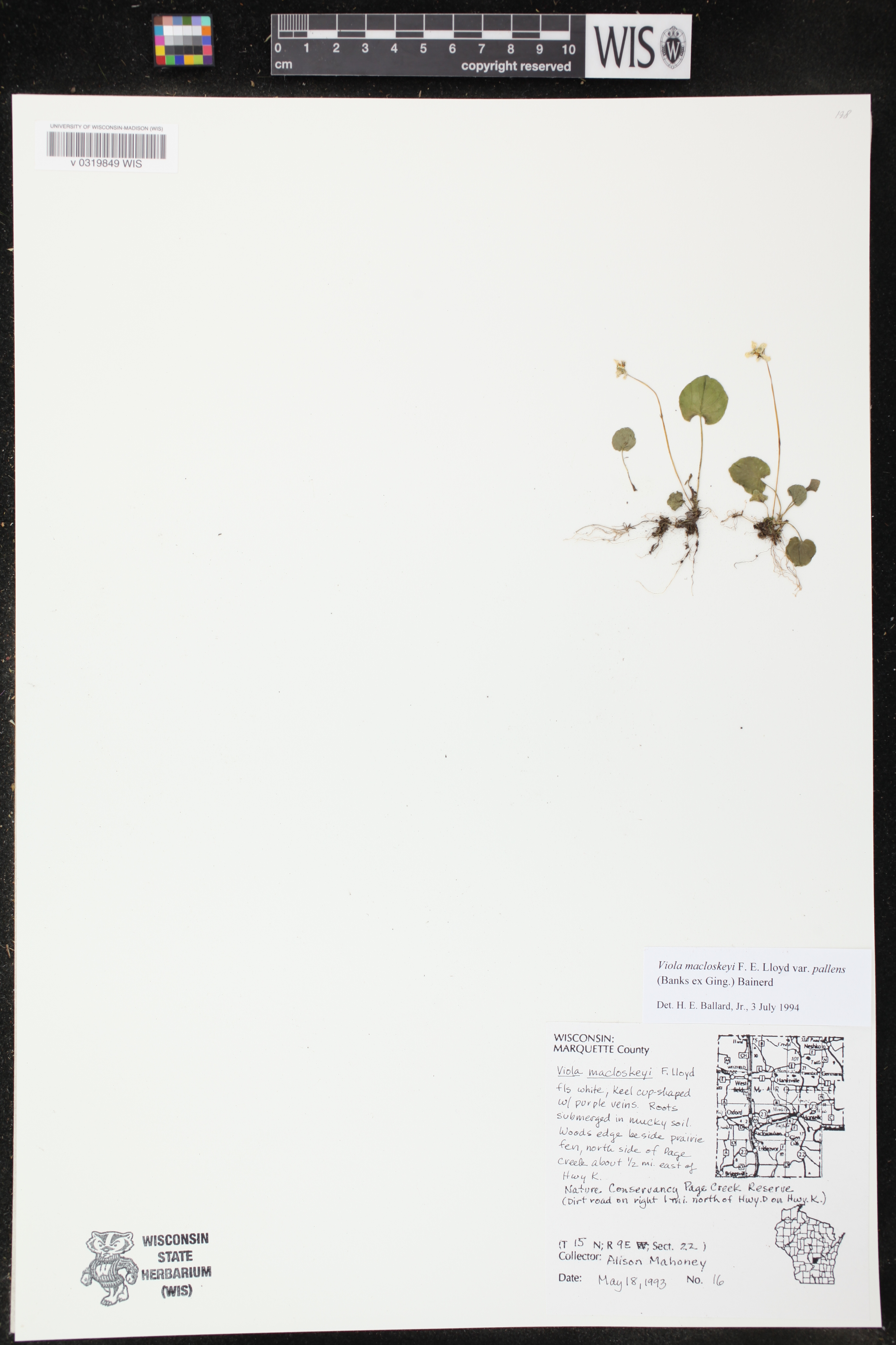 Viola macloskeyi image