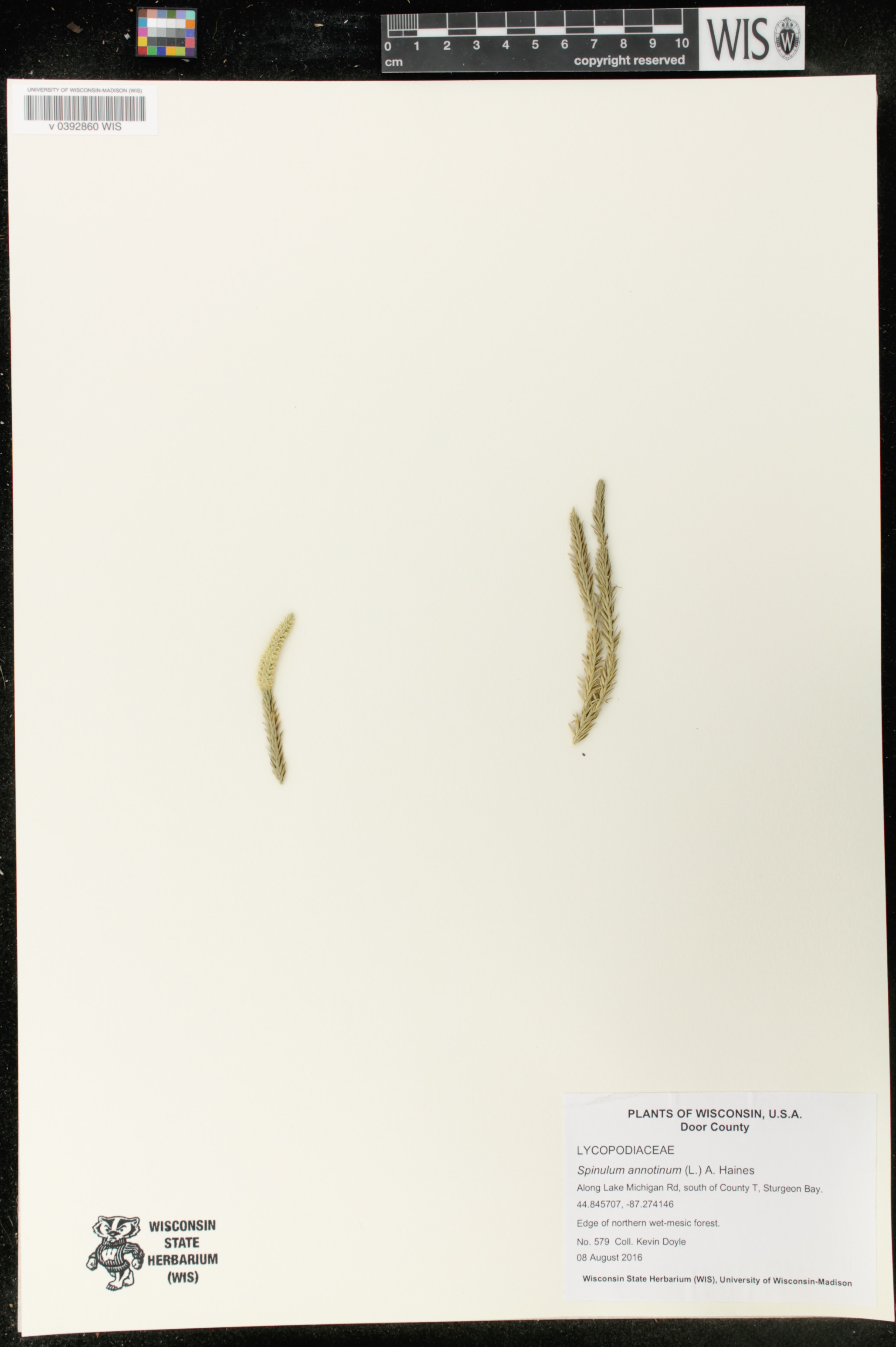 Spinulum annotinum image