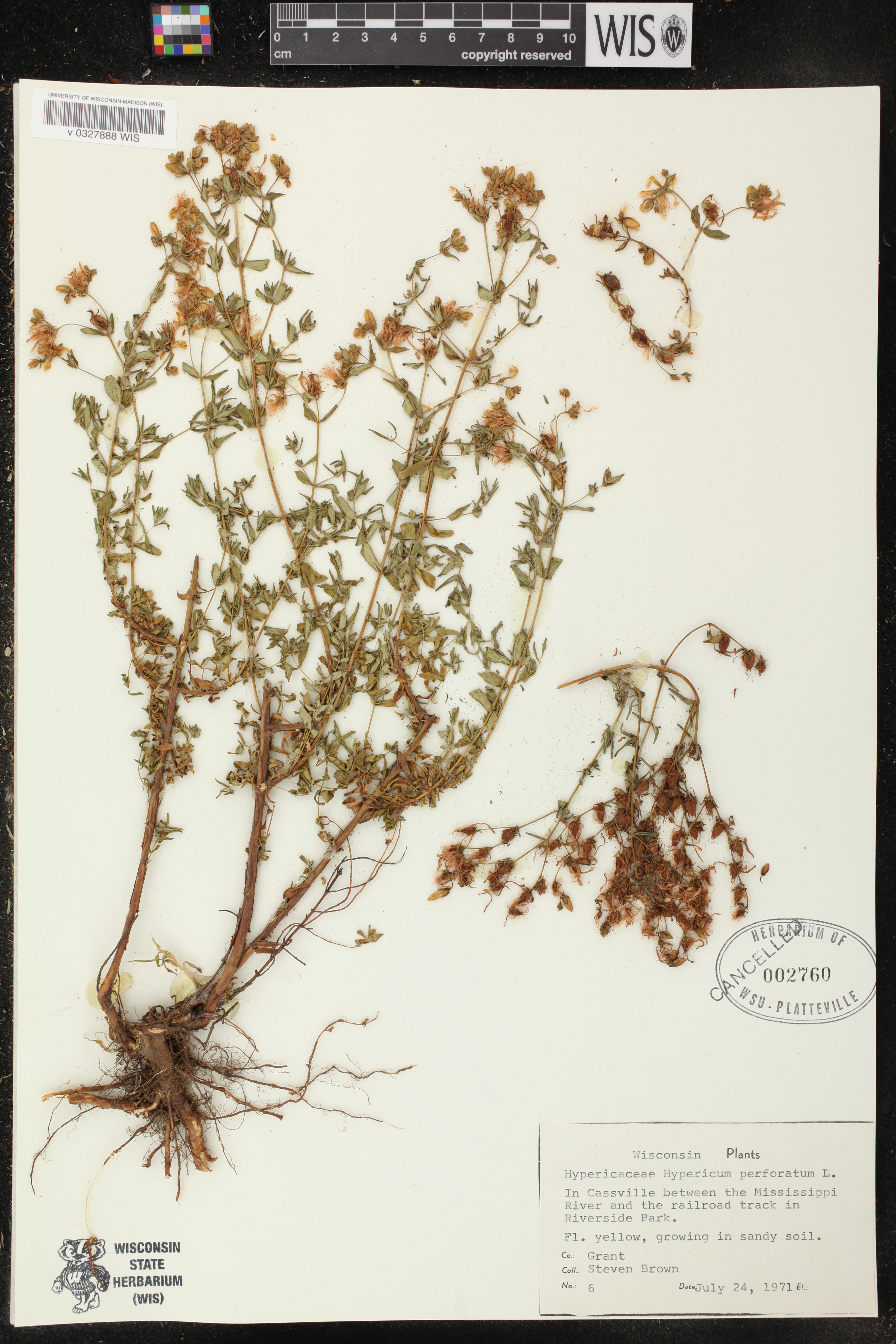 Hypericum perforatum image