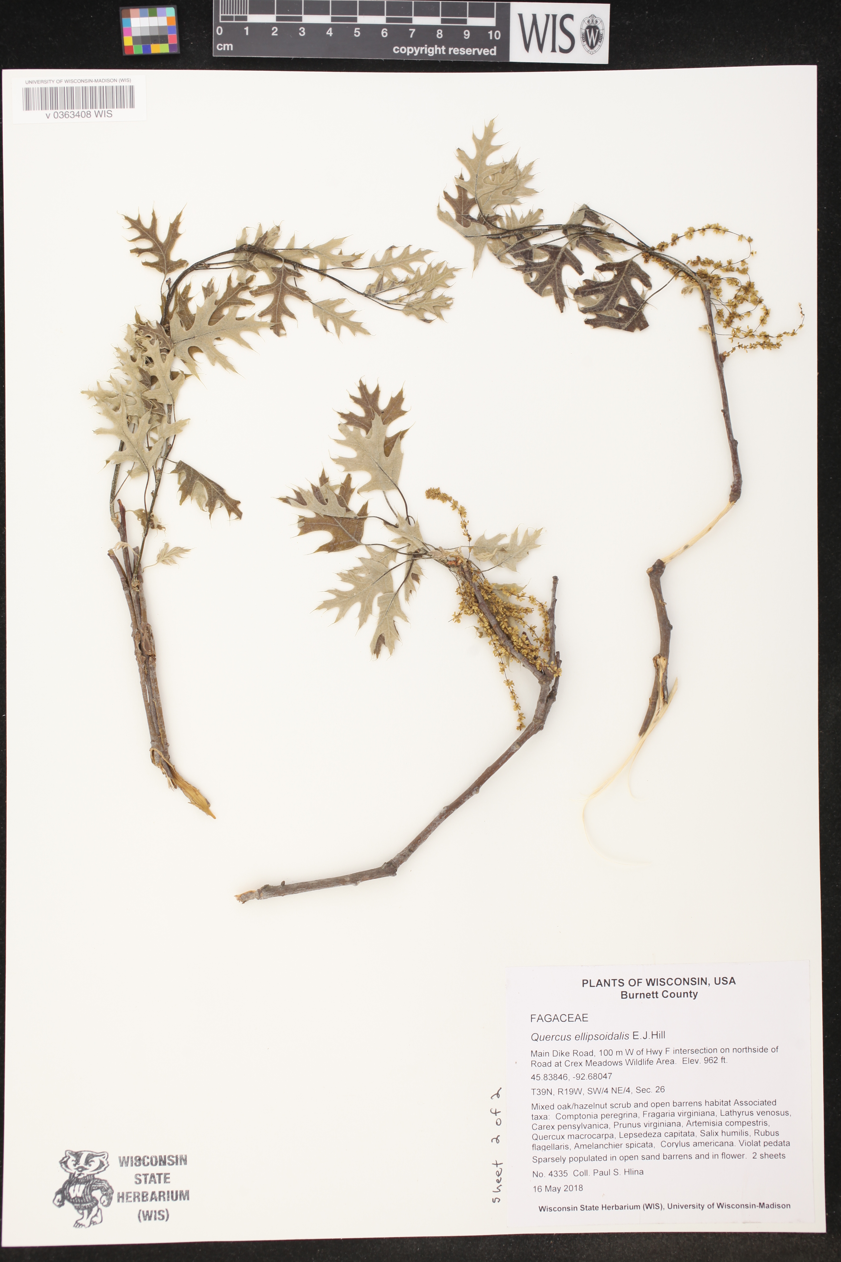 Quercus ellipsoidalis image