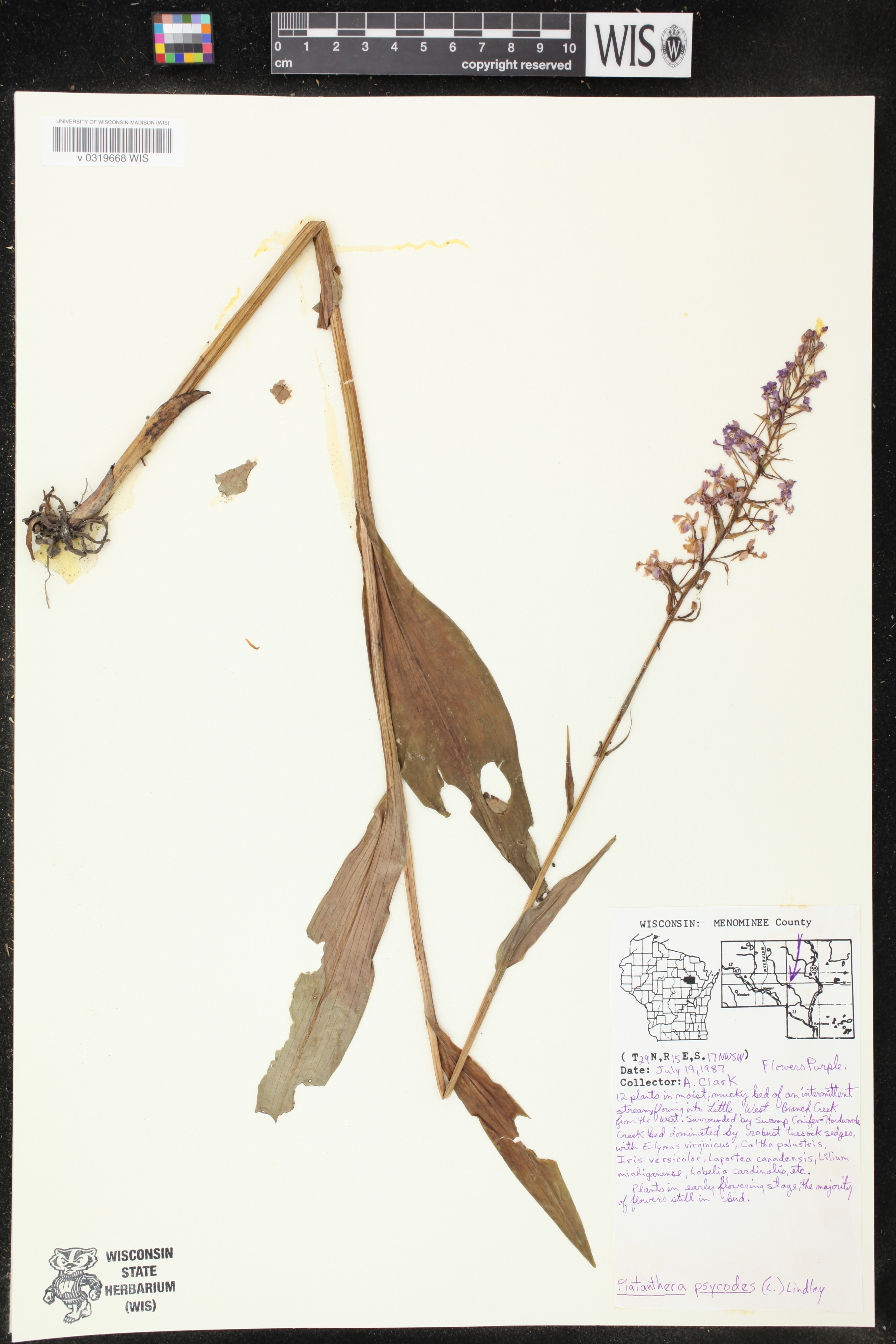 Platanthera psycodes image