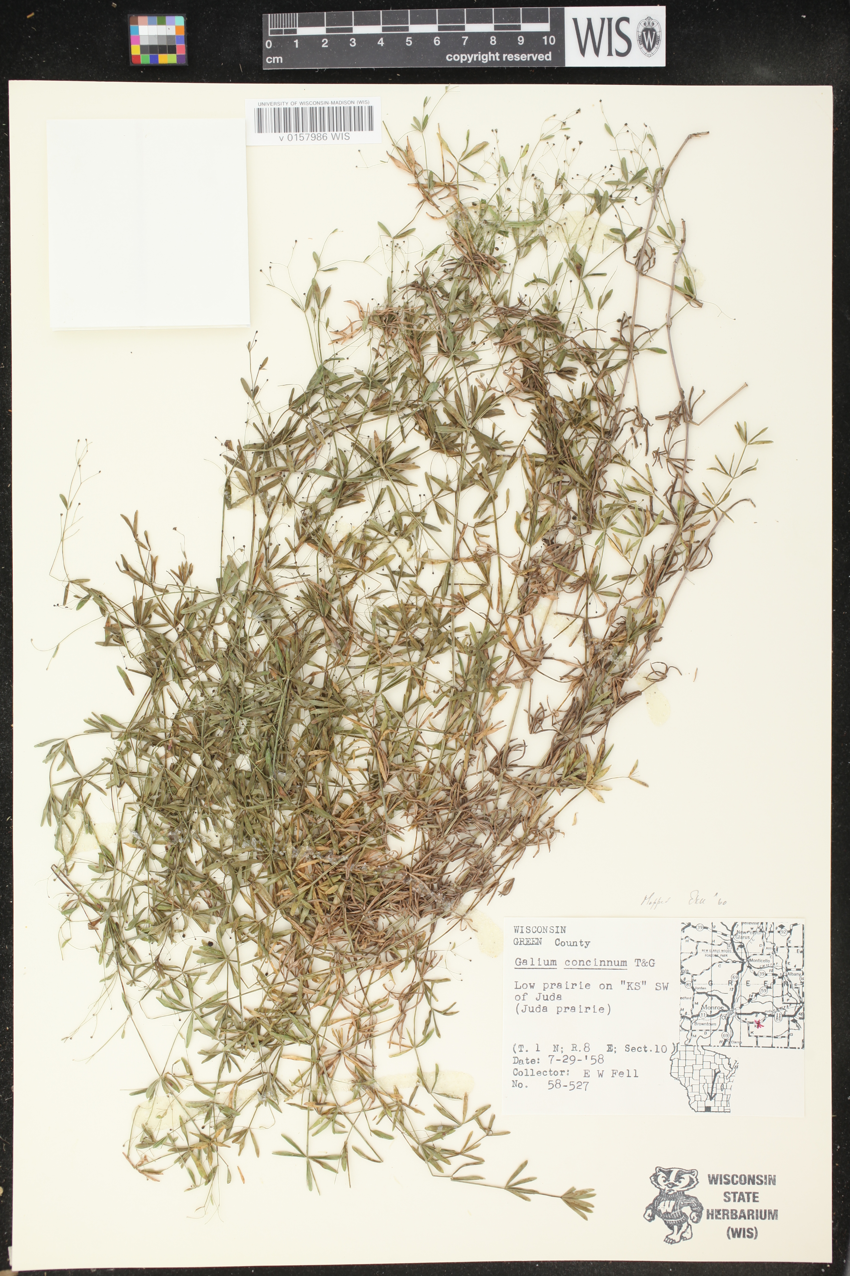 Galium concinnum image