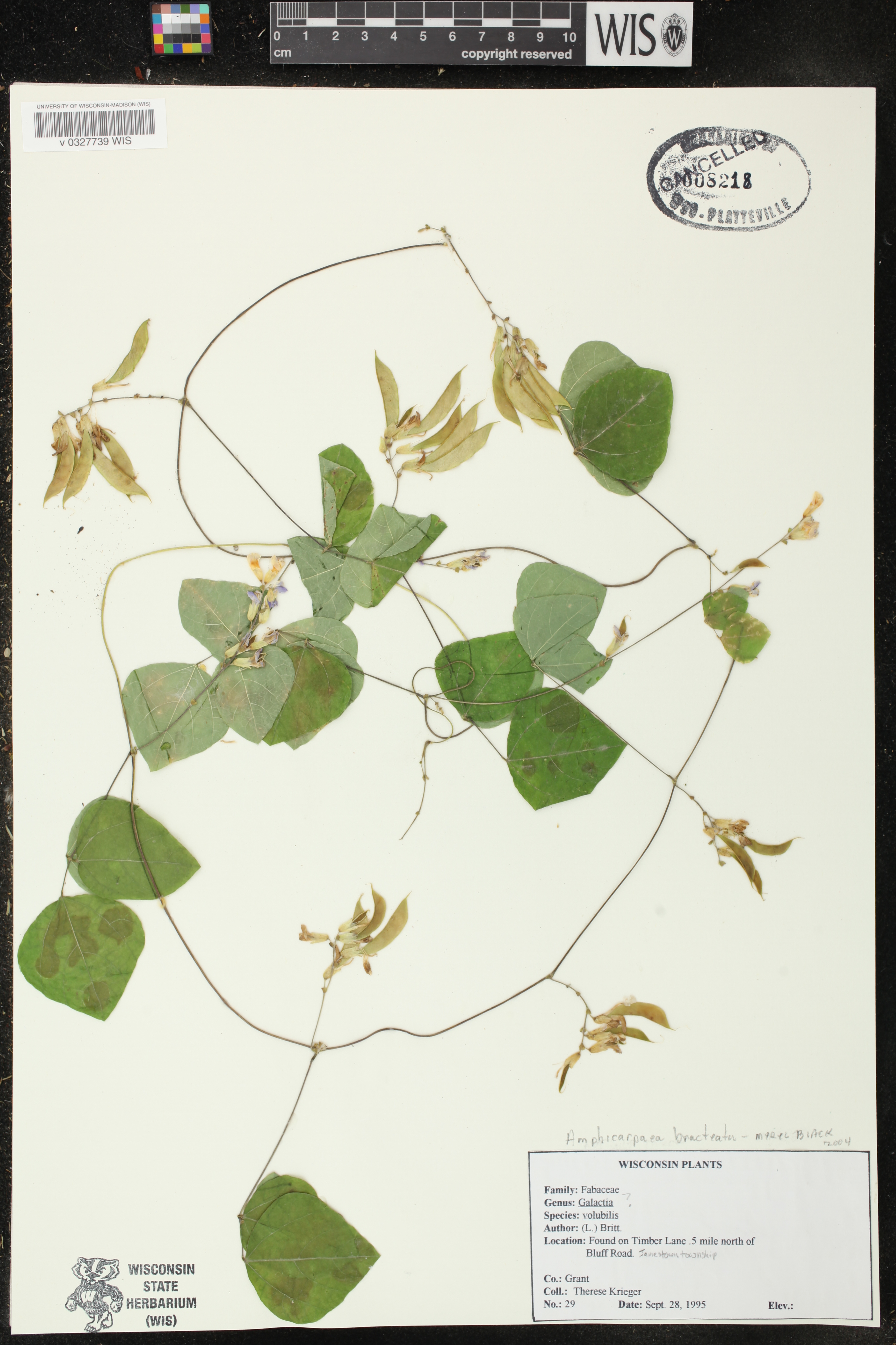 Amphicarpaea bracteata image