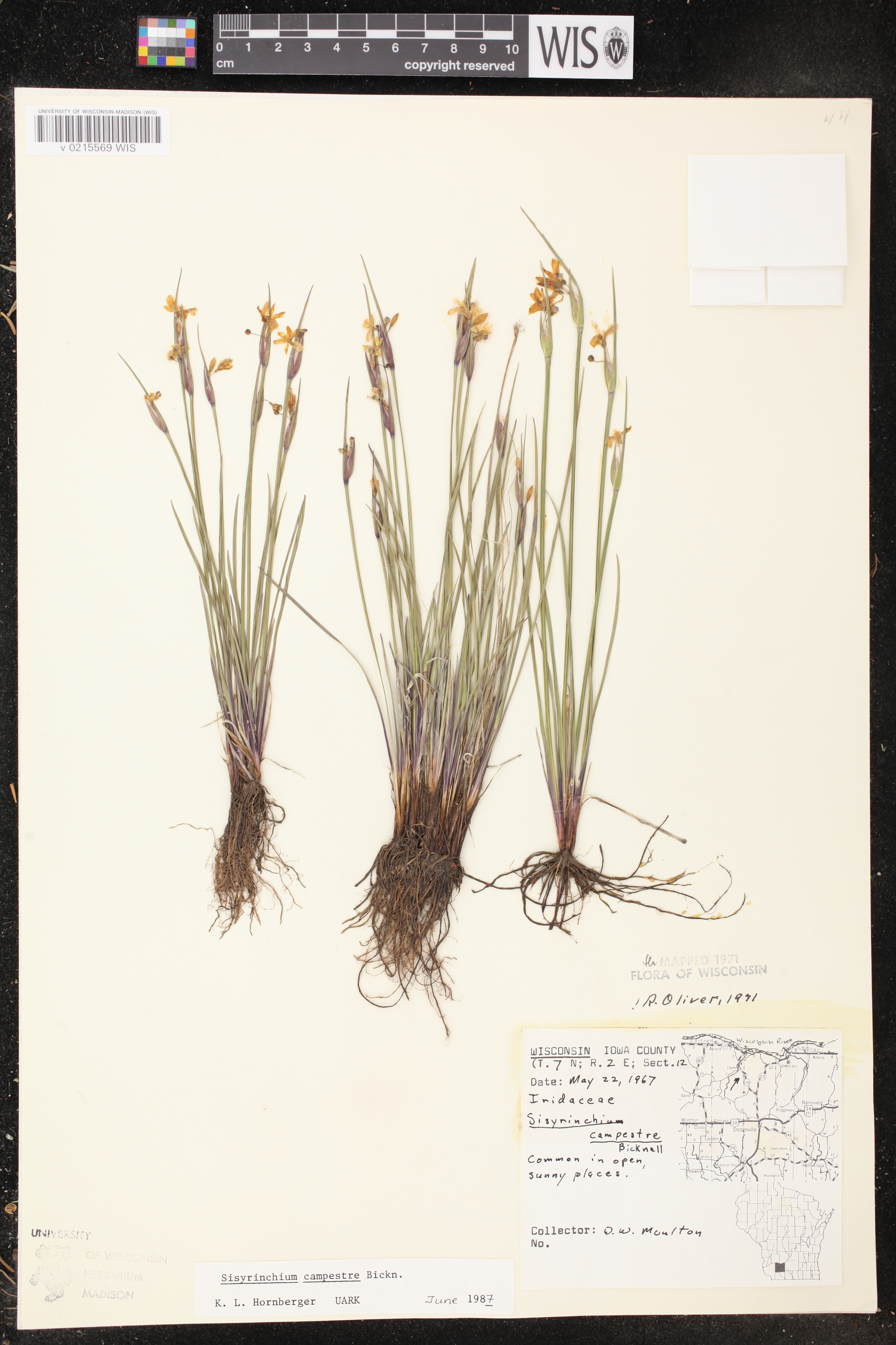 Sisyrinchium campestre image