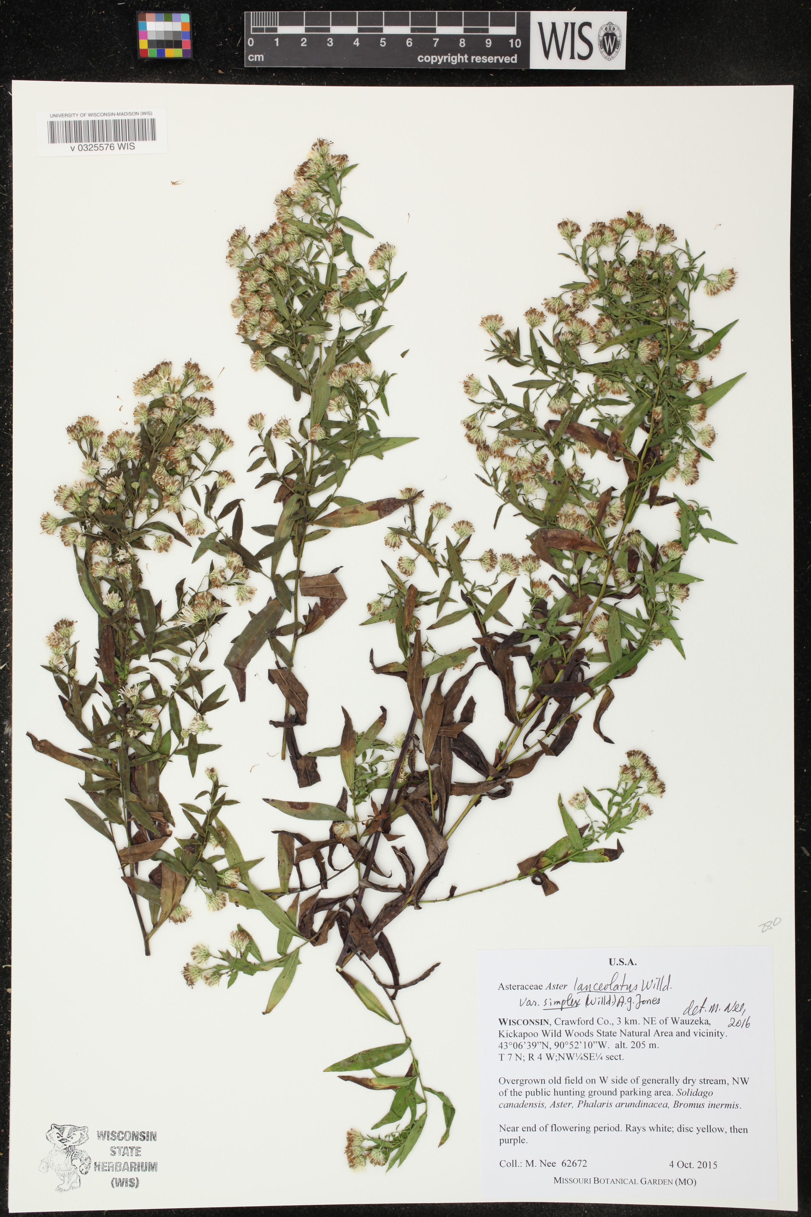Symphyotrichum lanceolatum var. lanceolatum image