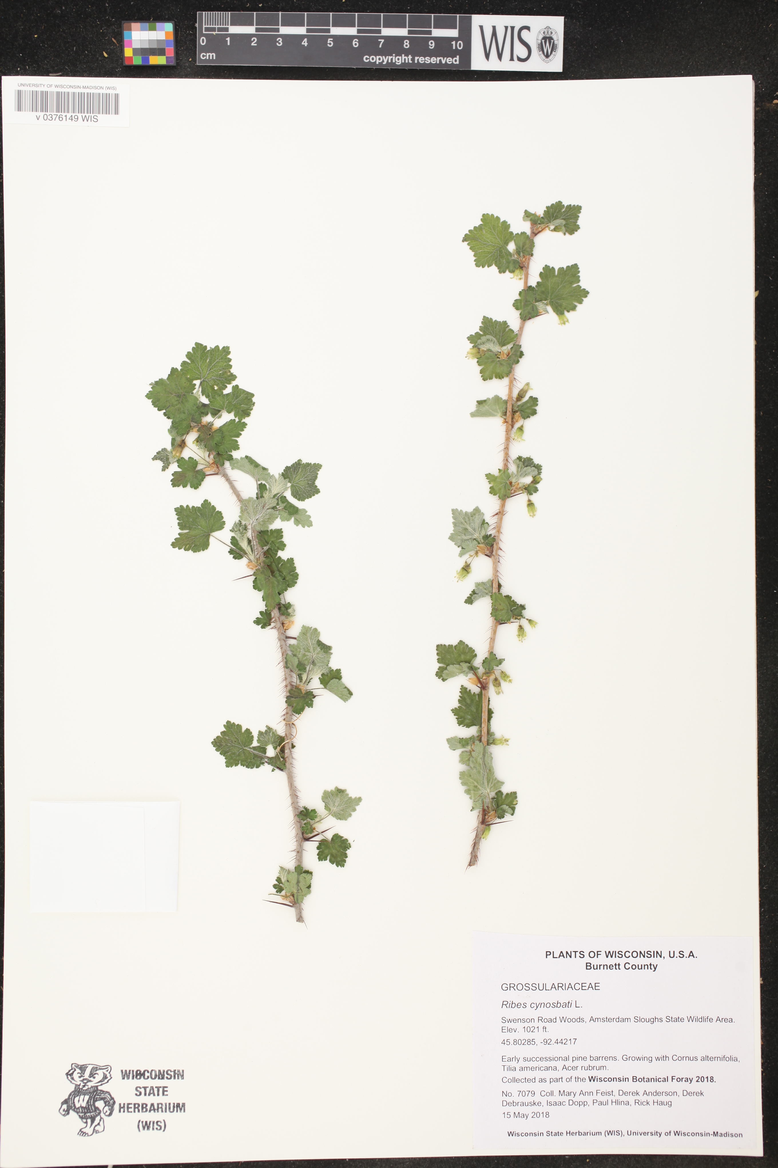 Ribes cynosbati image