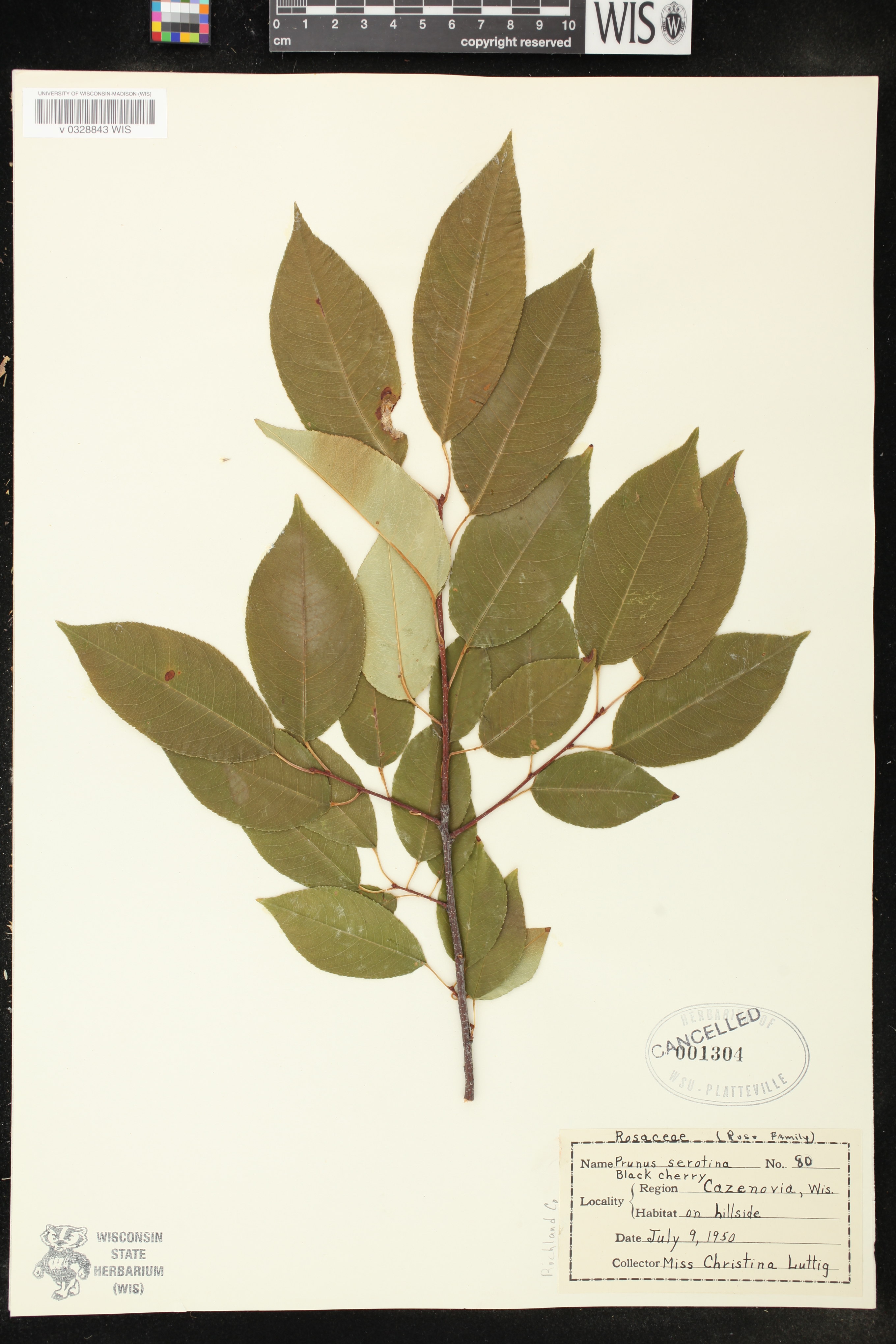 Prunus serotina var. serotina image