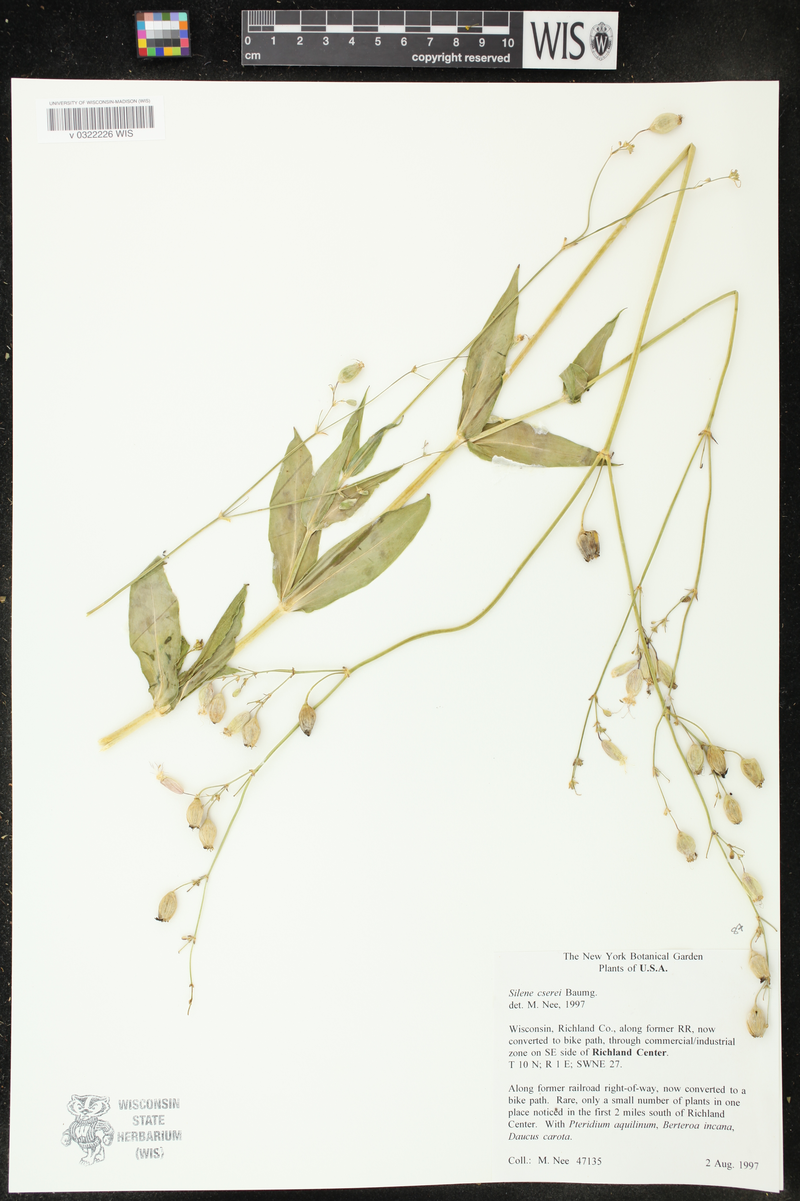 Silene csereii image